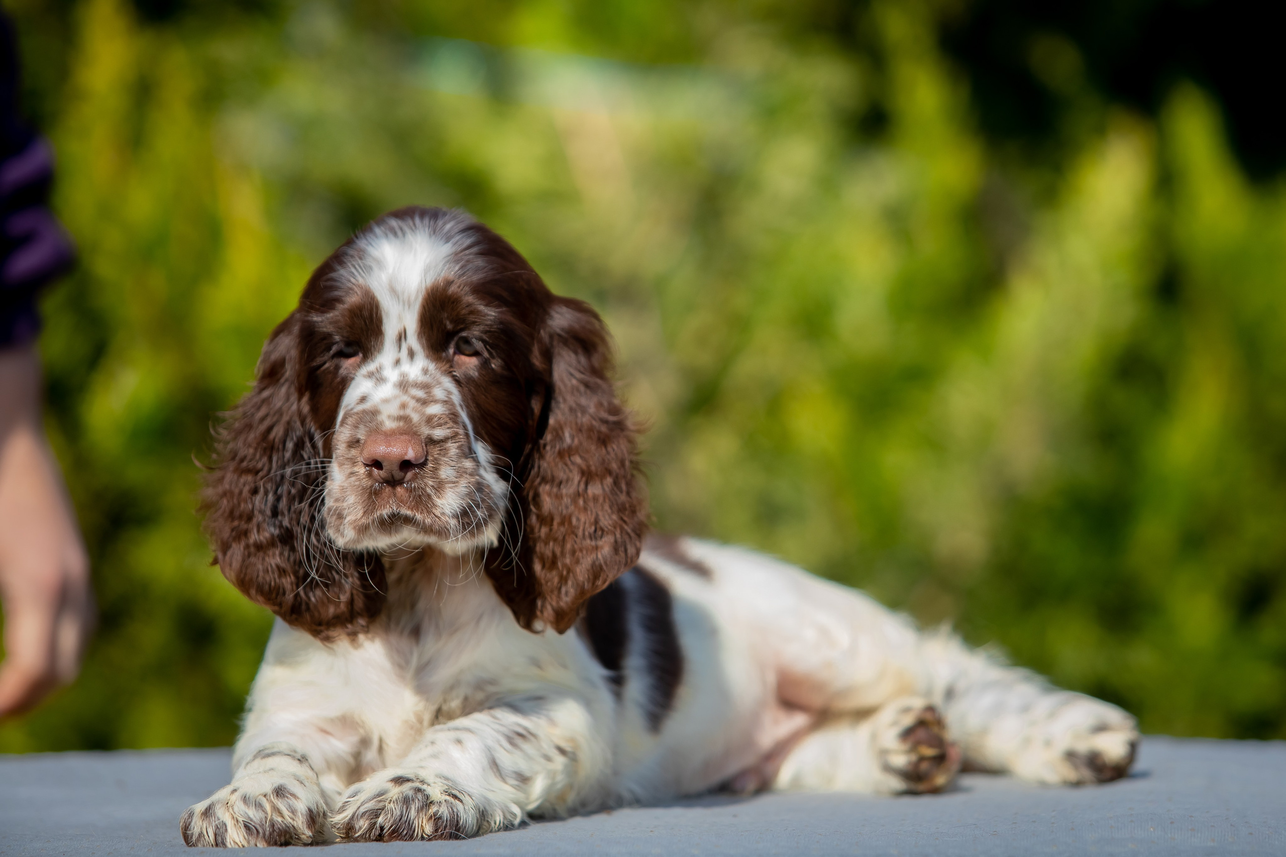 Male — Orange collar 🧡. Website of the titled stud dog of the Springer Spaniel breed