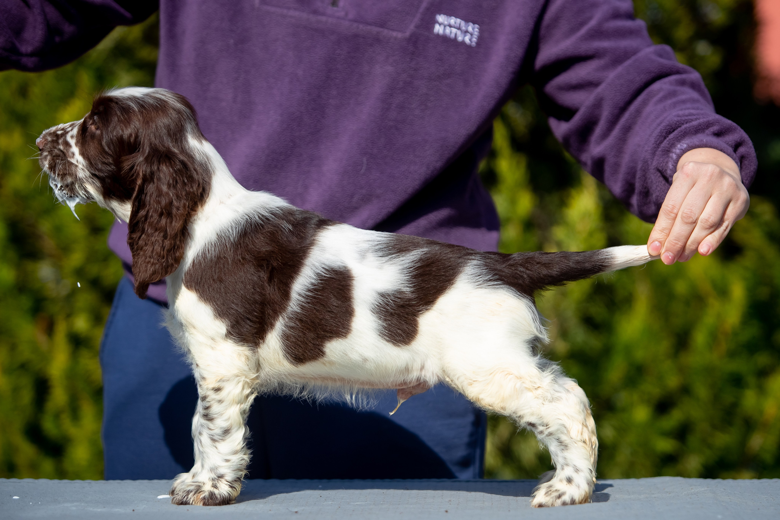 Male — Orange collar 🧡. Website of the titled stud dog of the Springer Spaniel breed