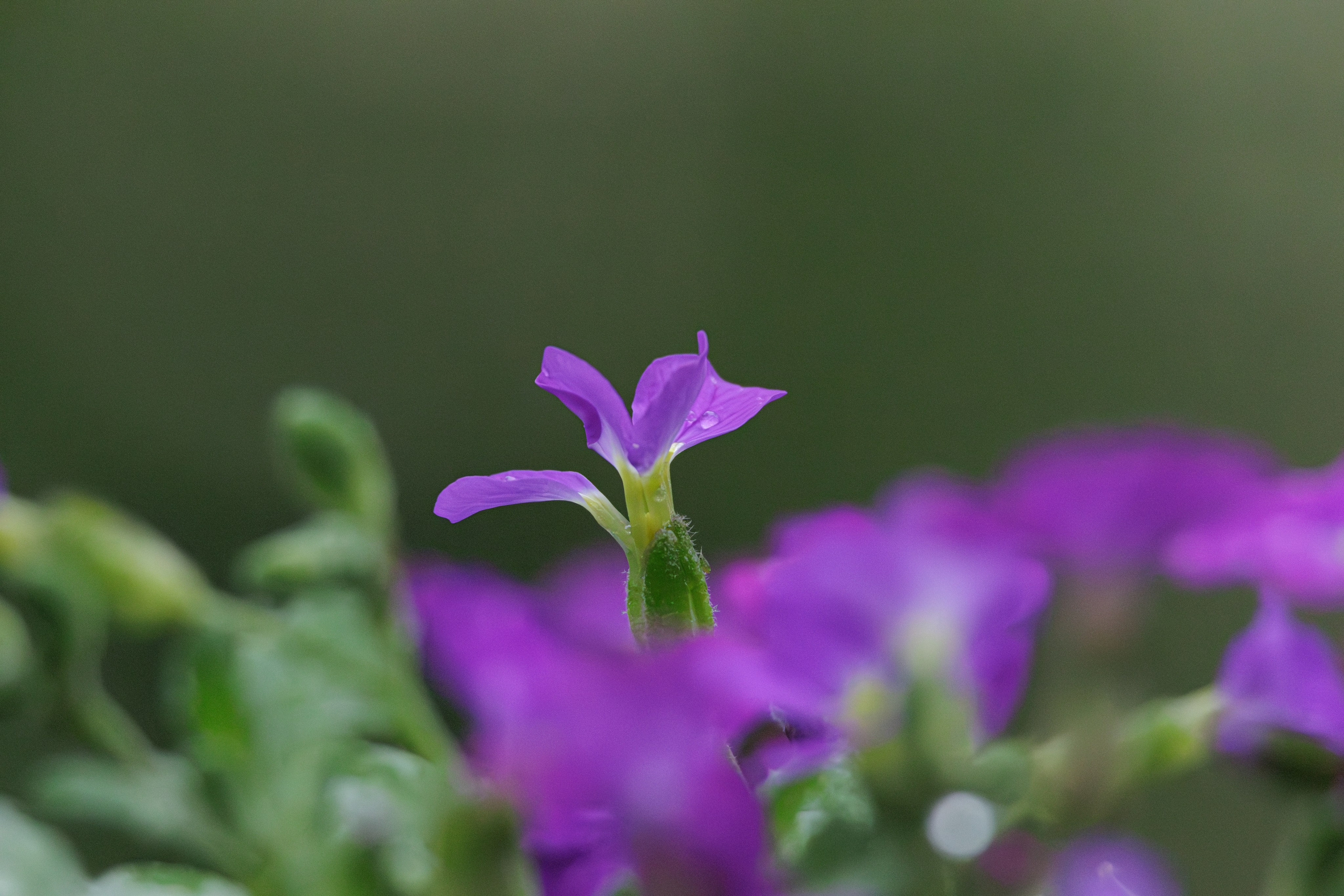 ბუნება. FramefreeMan