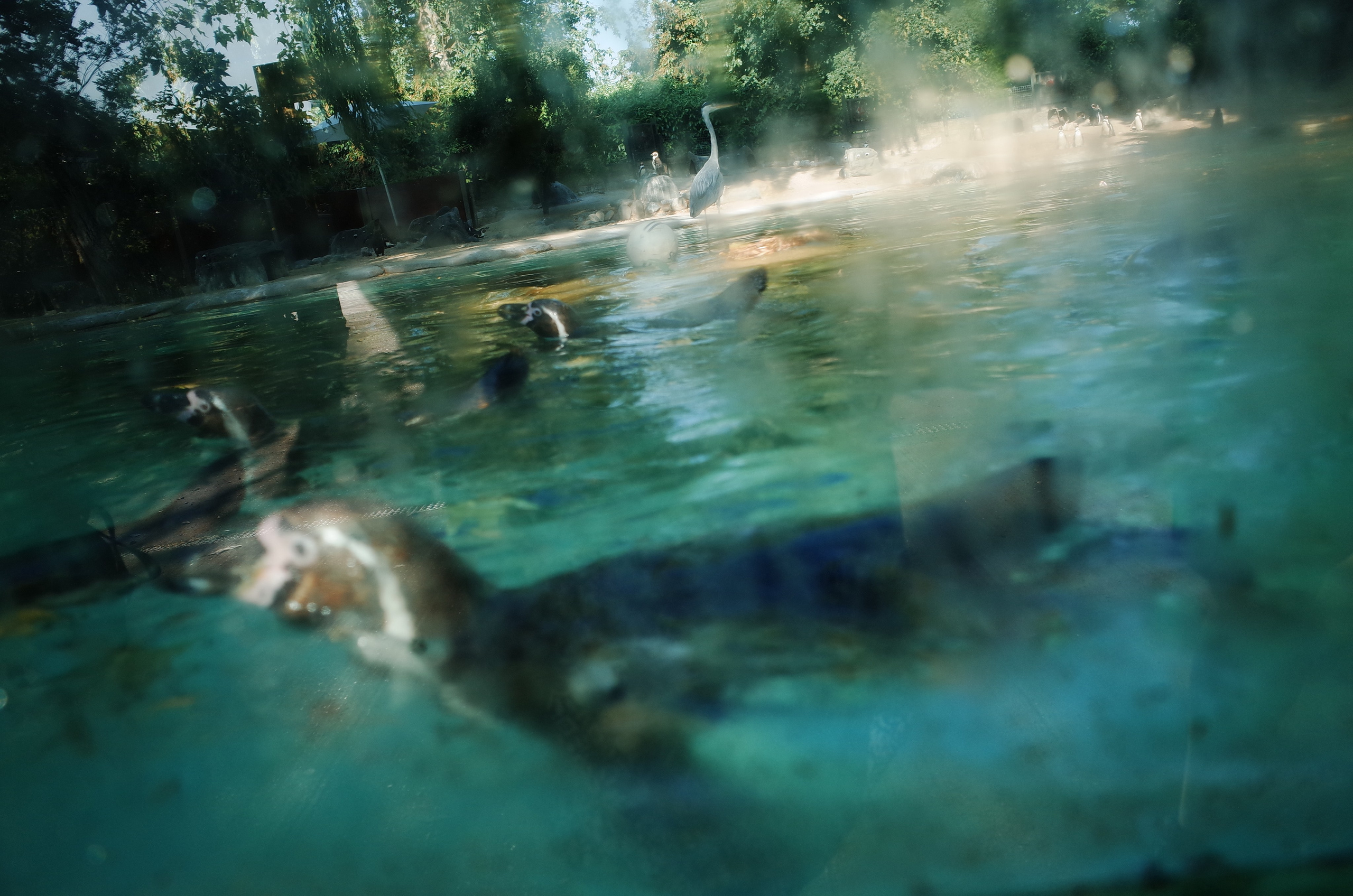 Little penguins. London zoo. Victoria Dini Photography