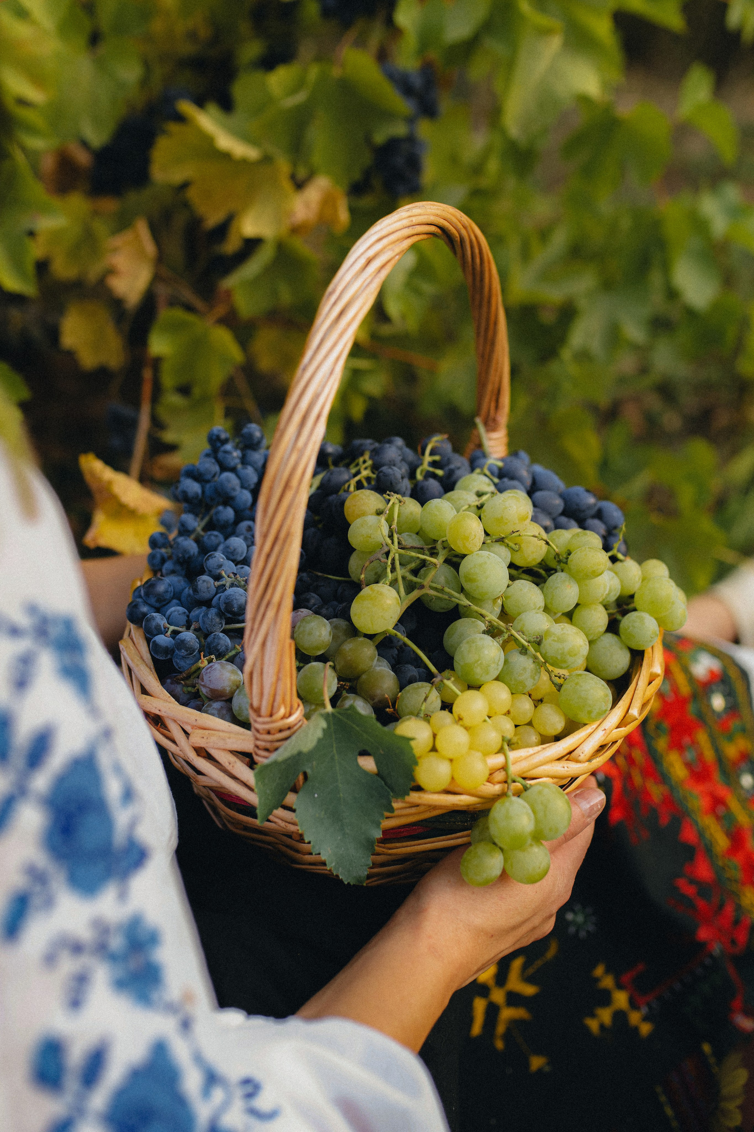 Celebrating Moldovan folklore. Tania Gandrabur, photographer in West Midlands, England