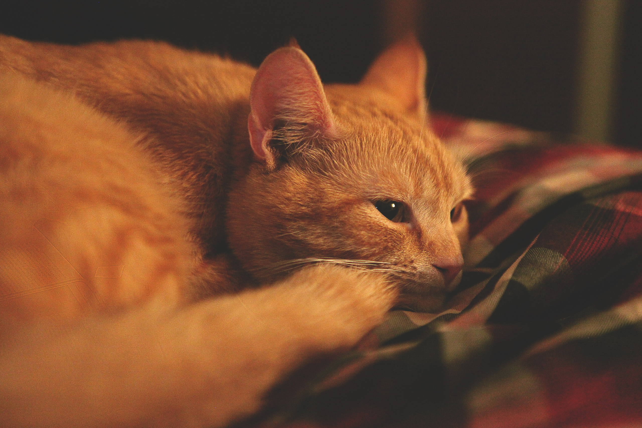 LIFESTYLE. ENYA RODAK PHOTOGRAPHY