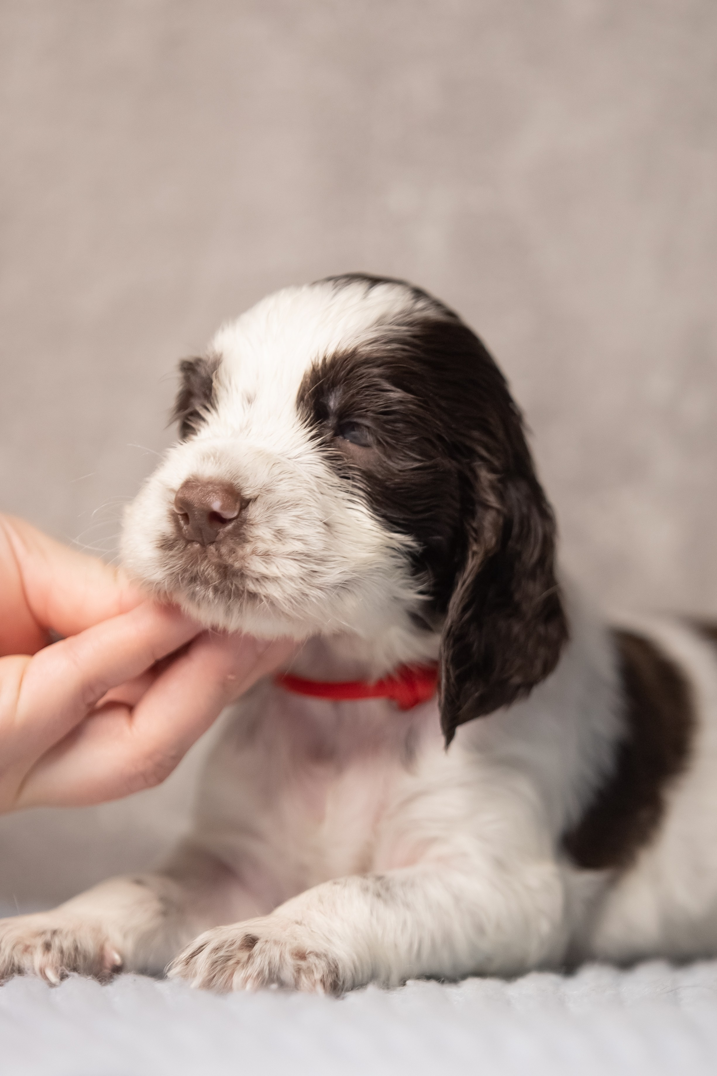 Female — Red collar ❤️. Website of the titled stud dog of the Springer Spaniel breed