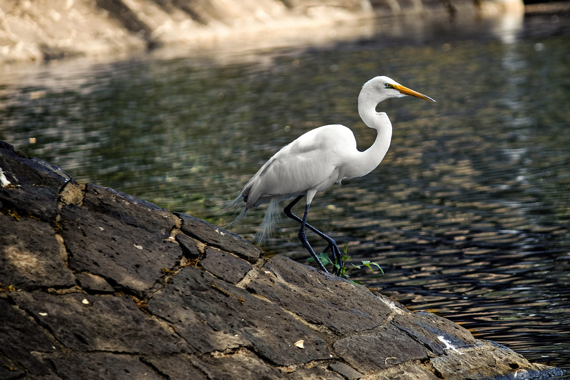 Animales y Naturaleza. Marisol Murillo Fotógrafa profesional en Chimalhuacán, Edo. de México