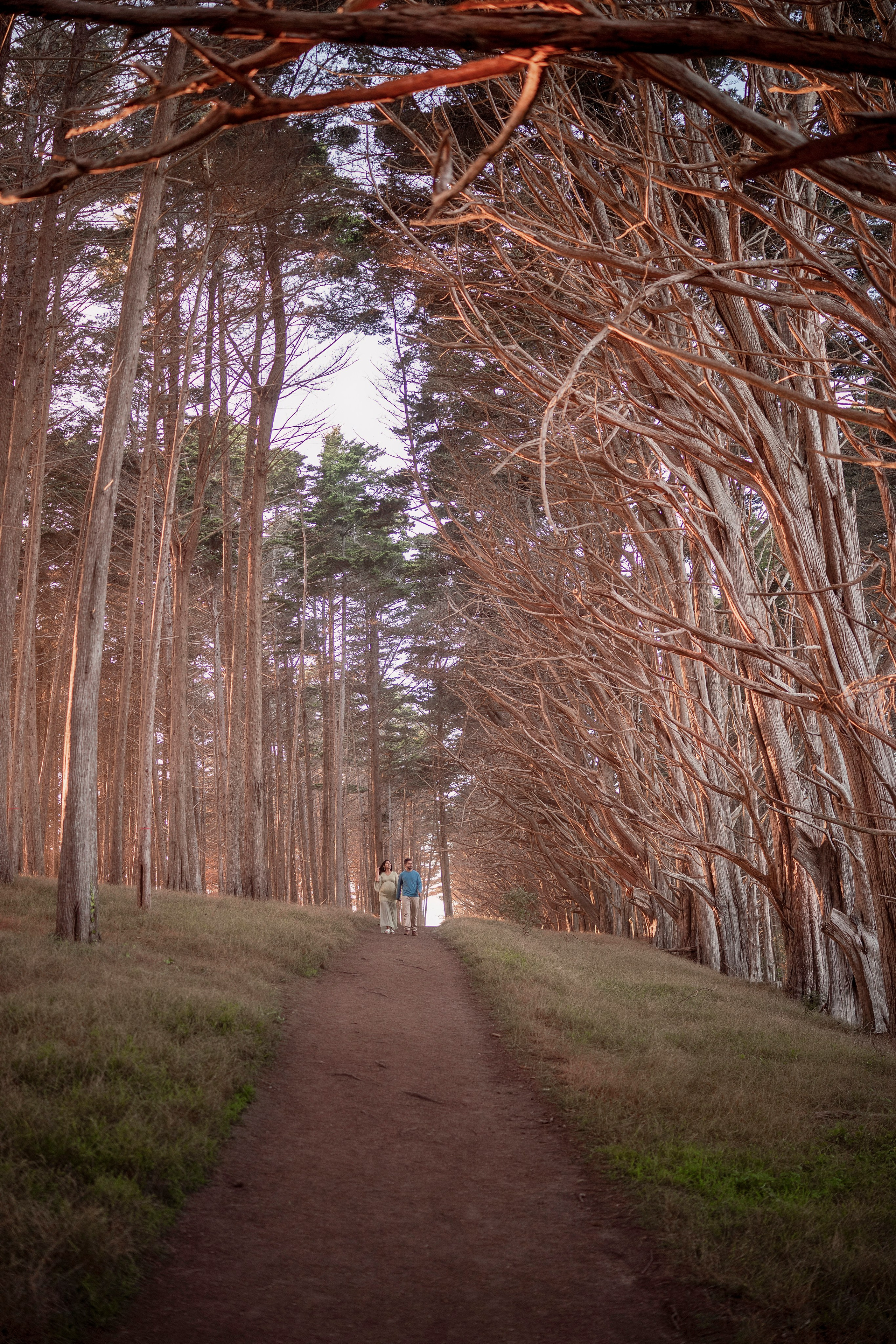 Forest. Bay Area Photographer: family, maternity, love story, wedding