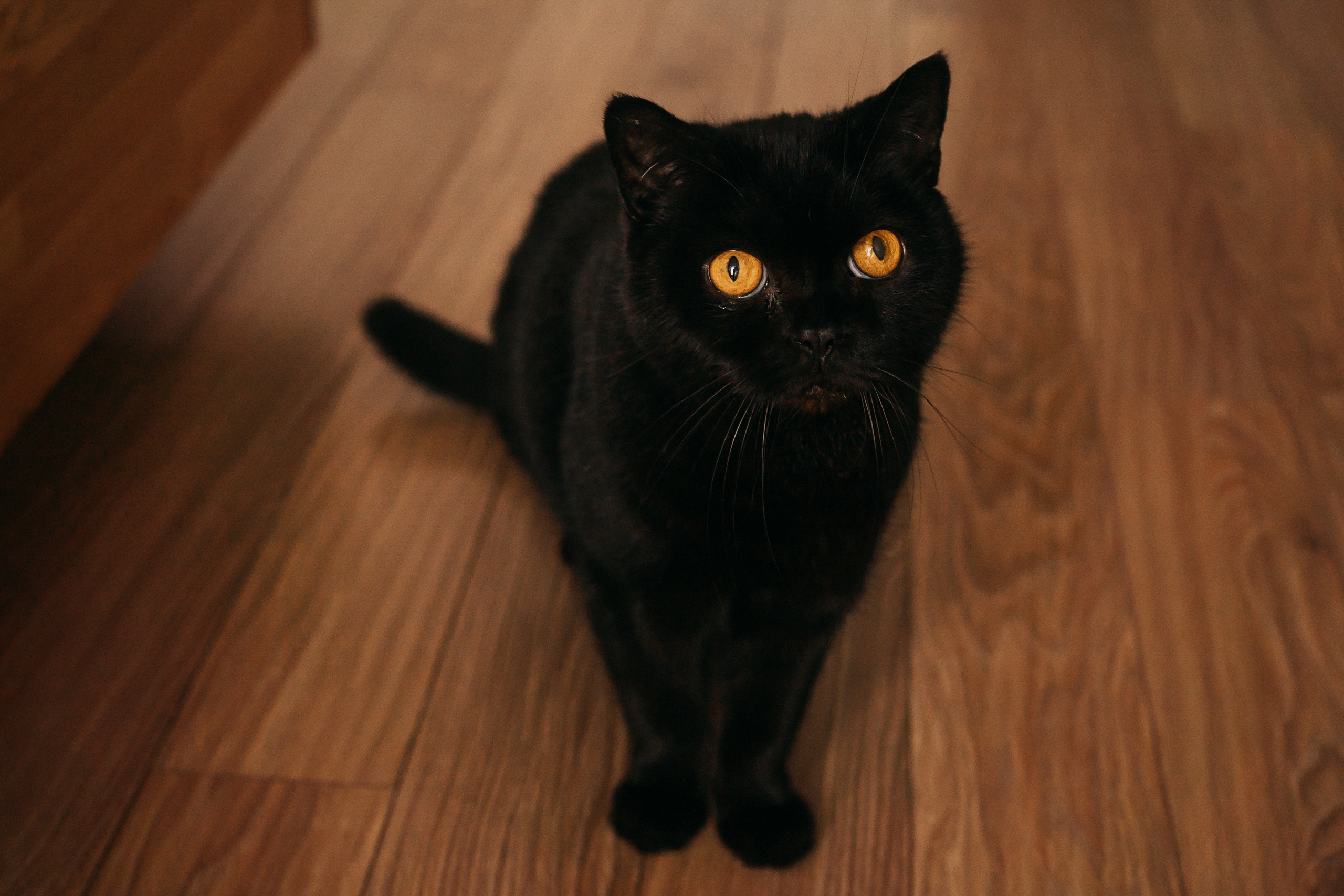 The best day-off. Portrait, Family and Maternity Photographer in Dublin Tania Vaskul