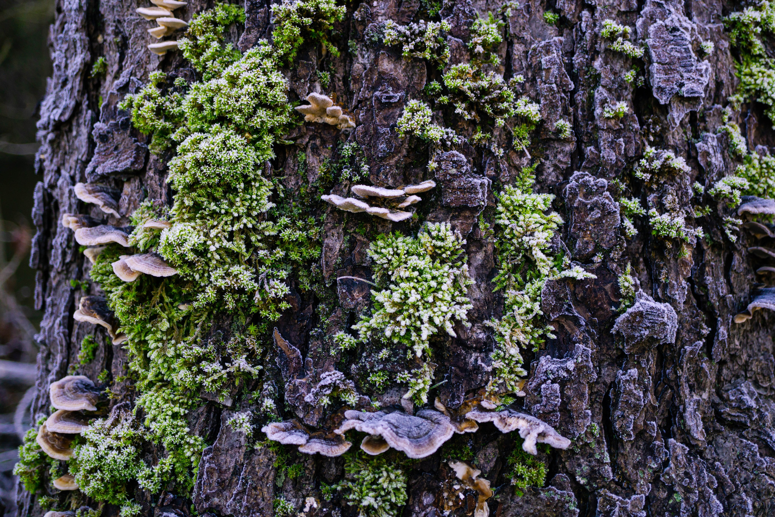 Bocetos. Alba del Norte Studio