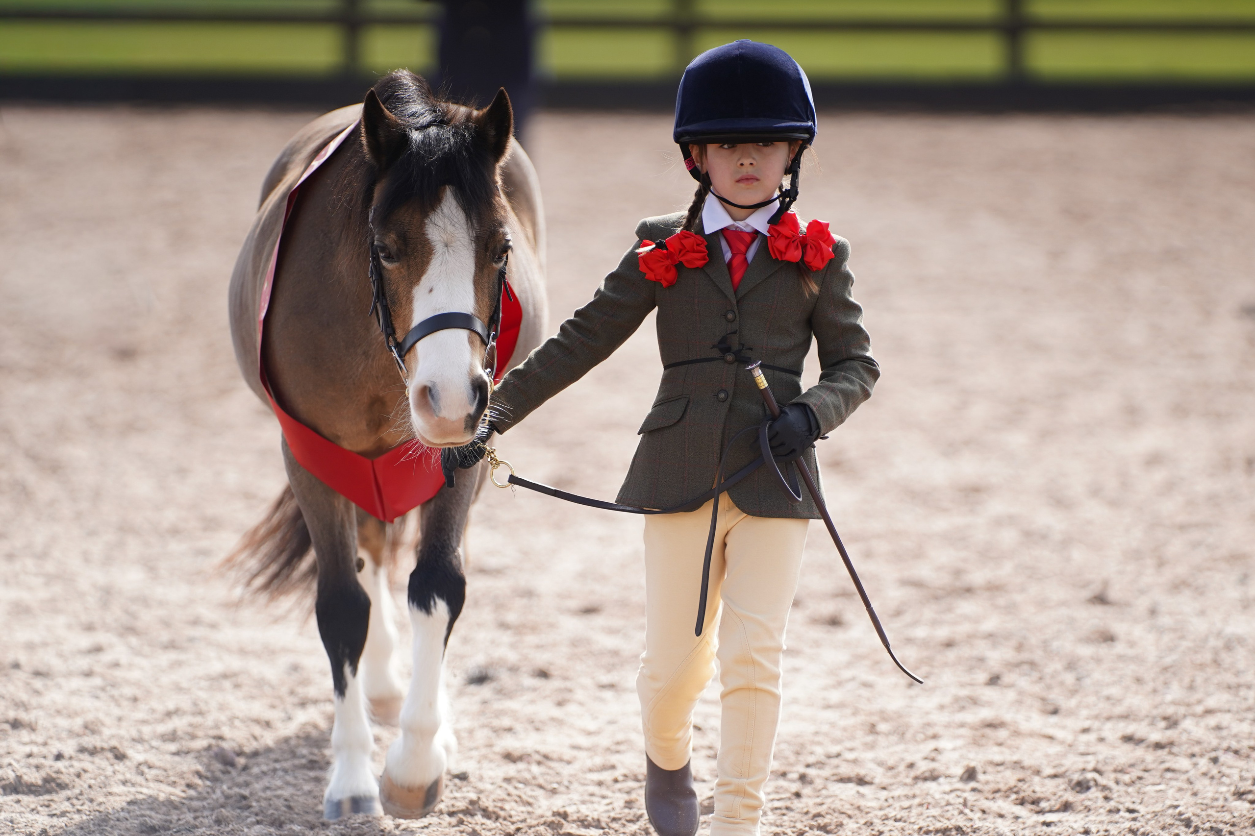 Showing. Leicestershire Equine Photography by El | Authentic Equine Portraits & Events