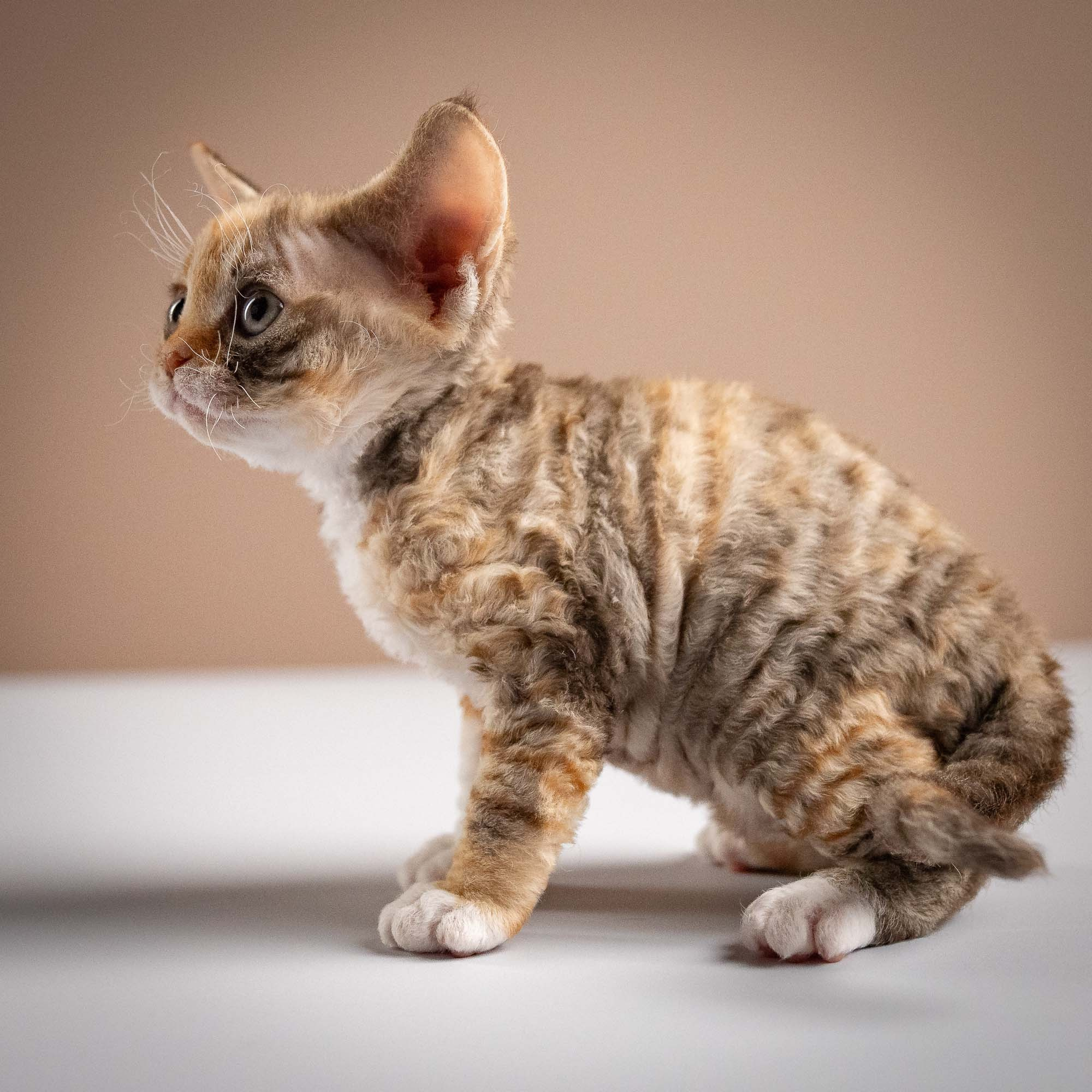 Oksana, girl, born 02.08.26. Devon Rex Pixie Cattery