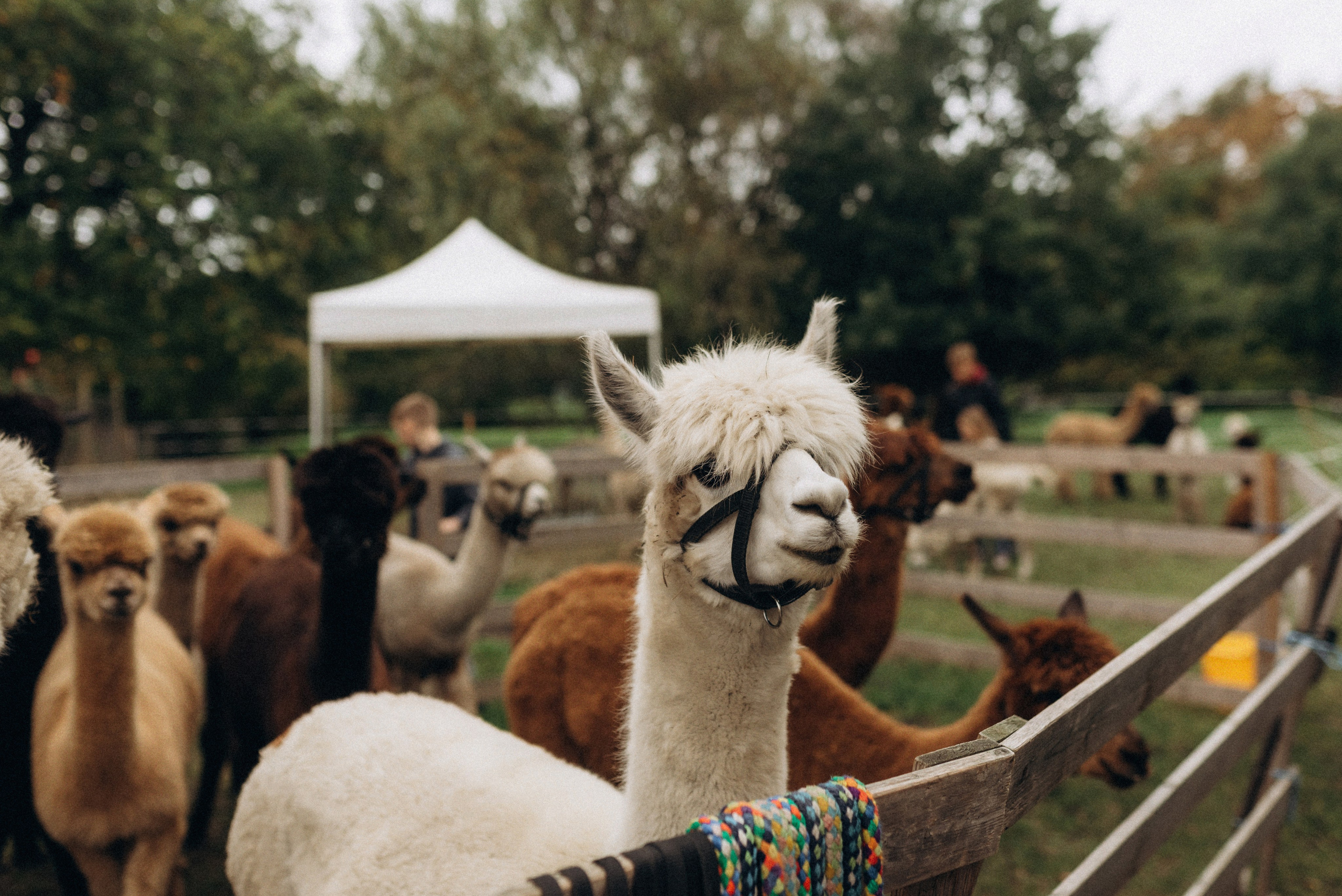 Семейная фотосессия с альпаками. Семейный фотограф Лейпциг, Германия