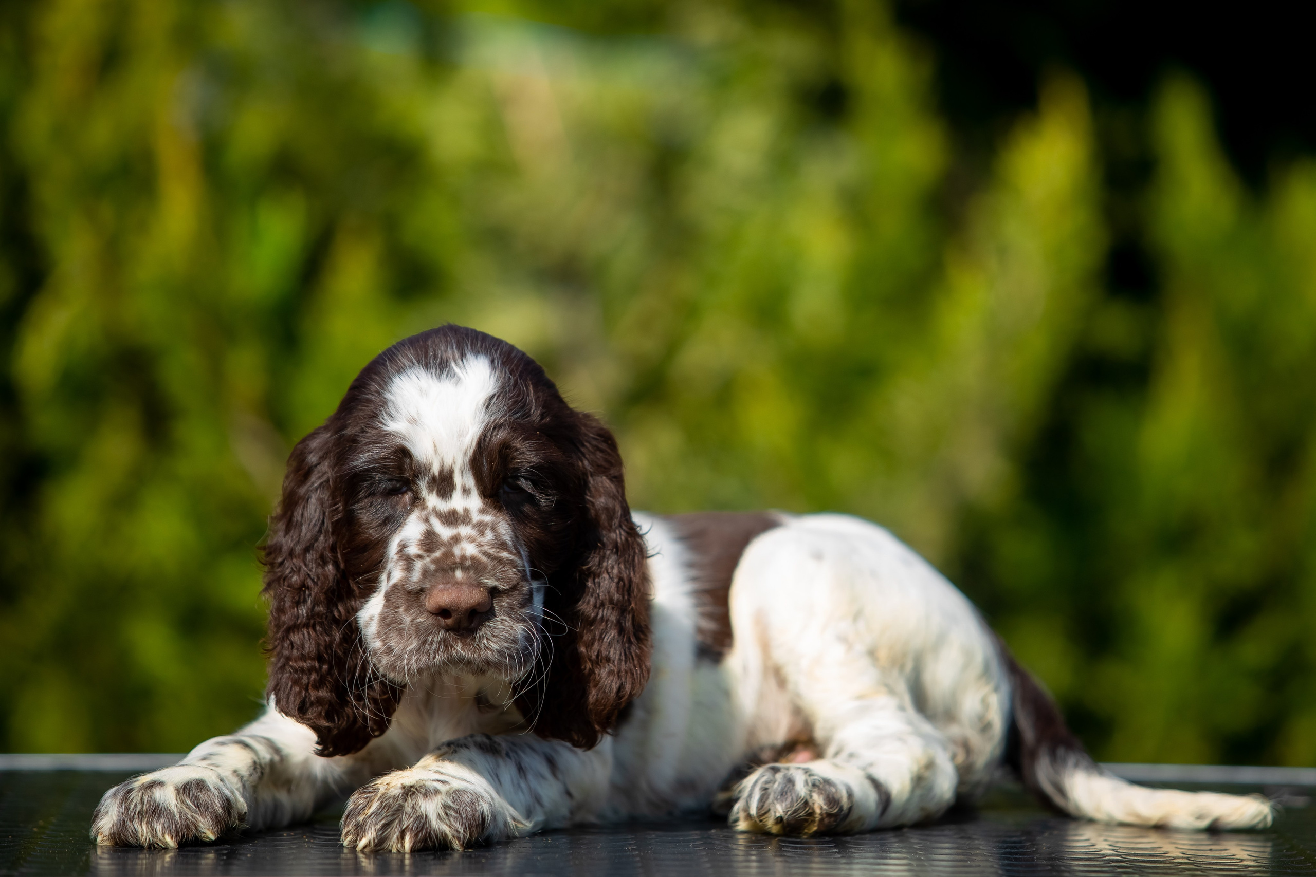 Female — Red collar ❤️. Website of the titled stud dog of the Springer Spaniel breed