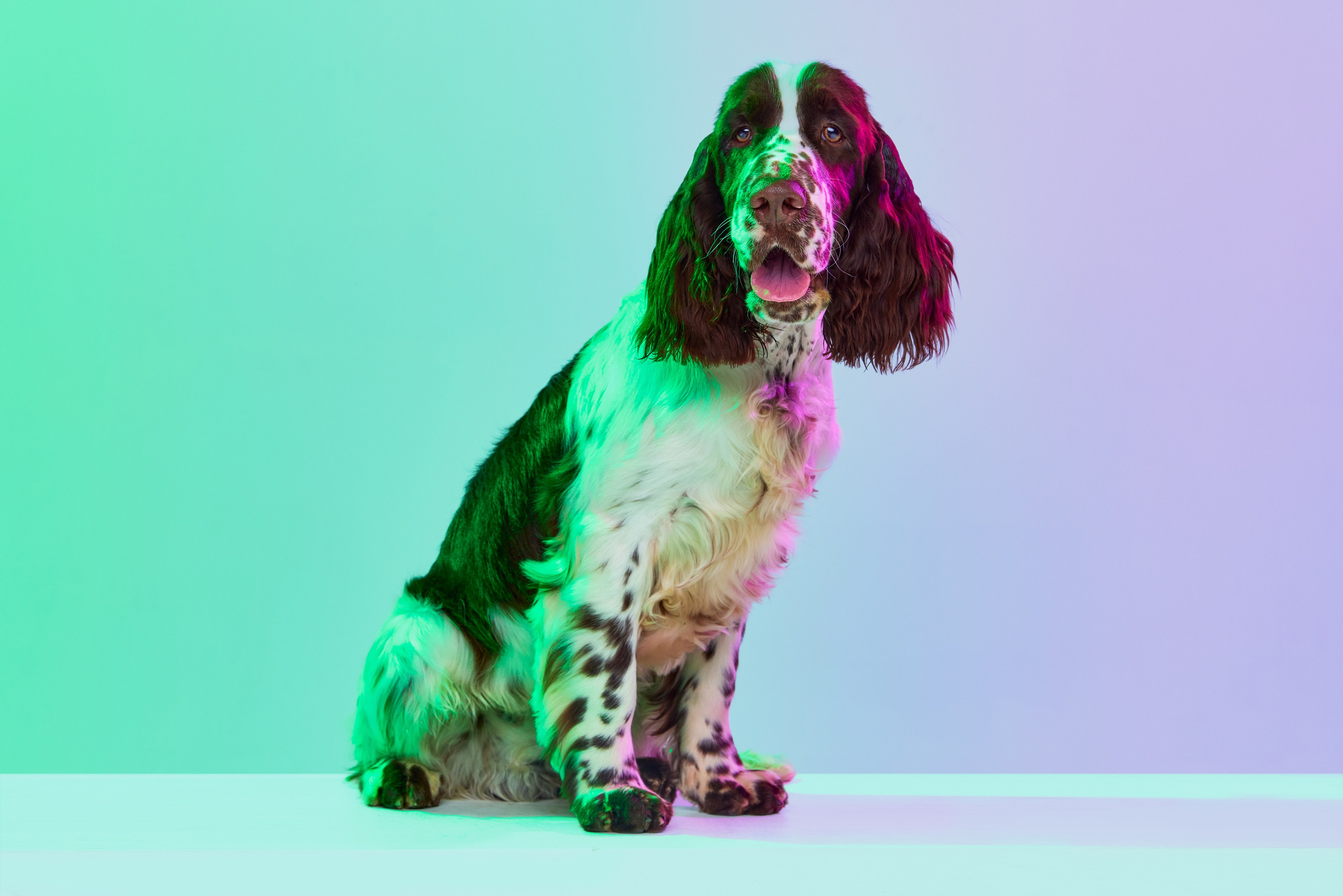 English Springer Spaniel male show movement