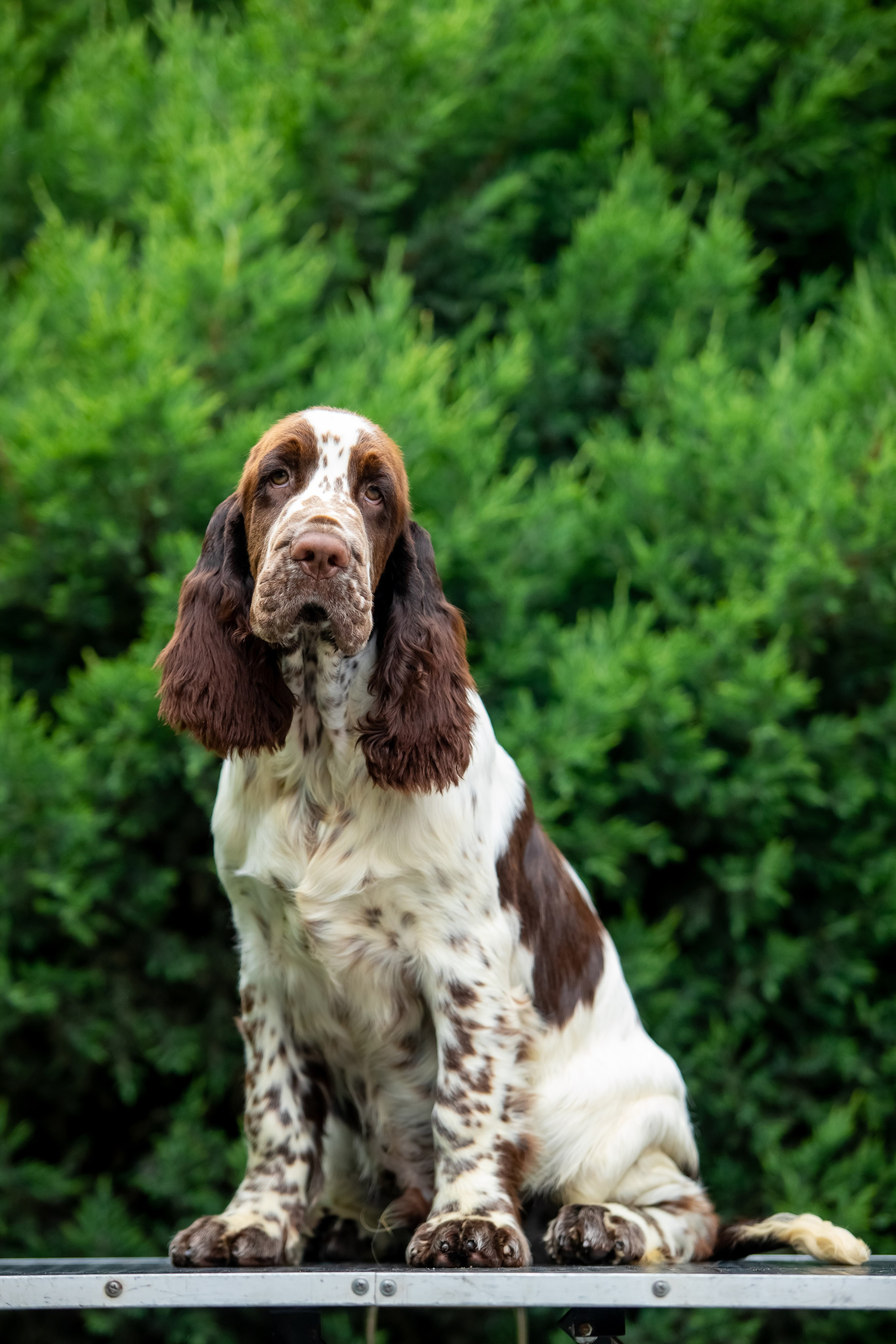 Male — Blue collar 💙. Website of the titled stud dog of the Springer Spaniel breed