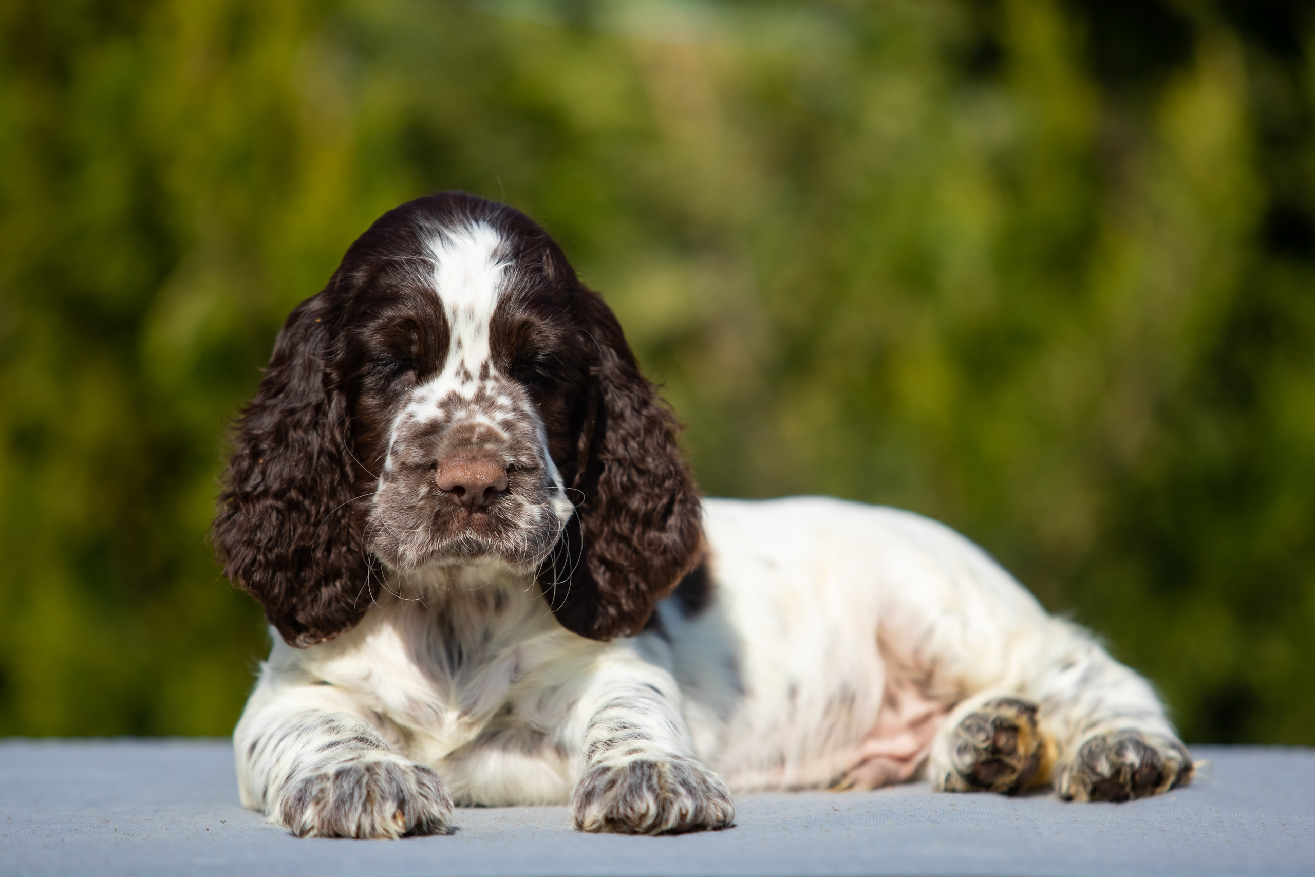 Male — Blue collar 💙. Website of the titled stud dog of the Springer Spaniel breed
