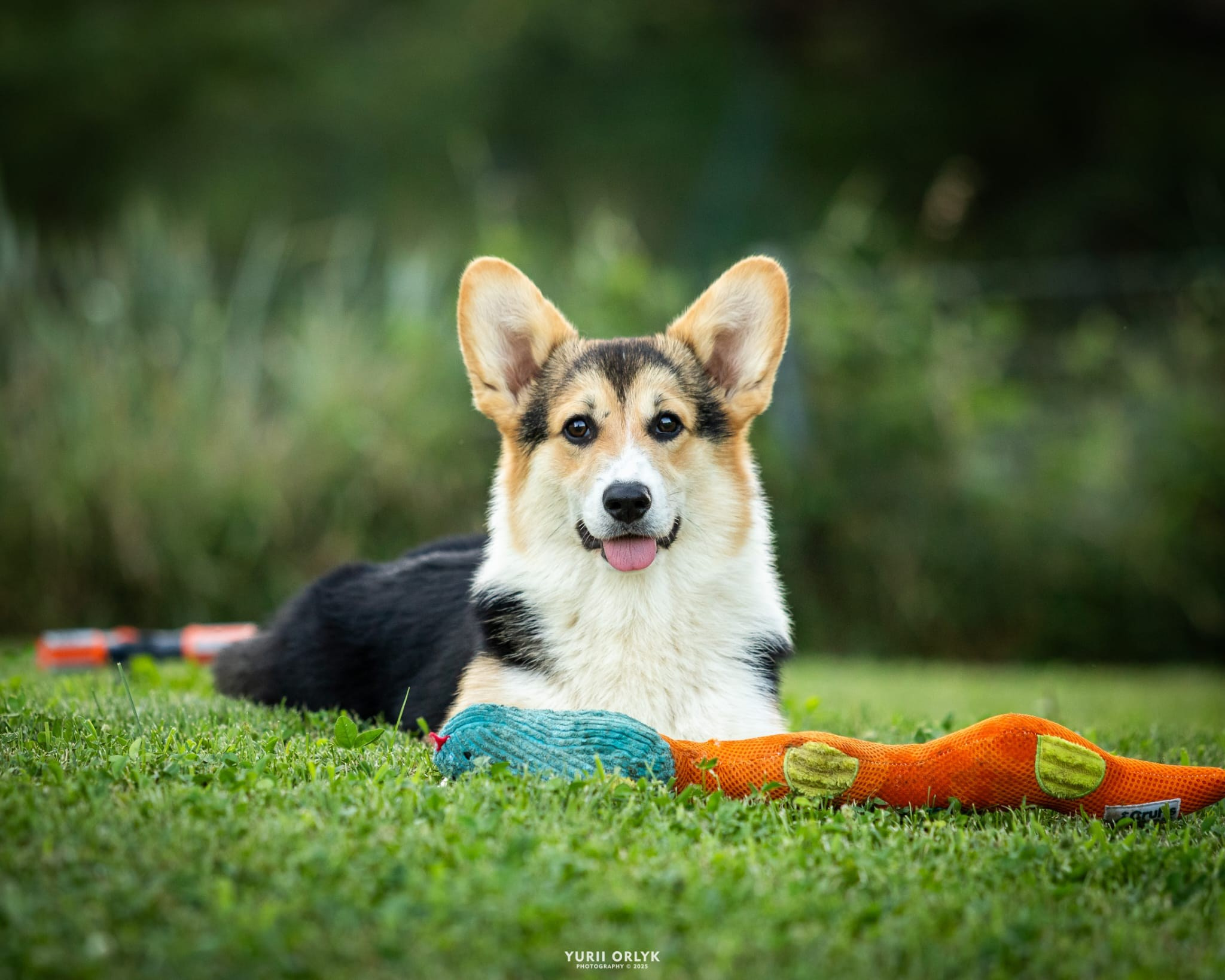 Puppies. Yurii Orlyk Photography
