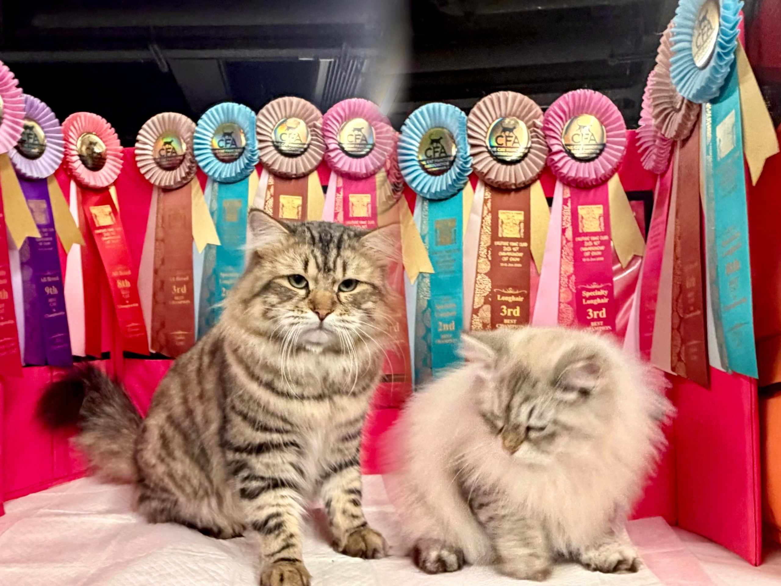 CFA EFC 2026 new year 1st championship cat show