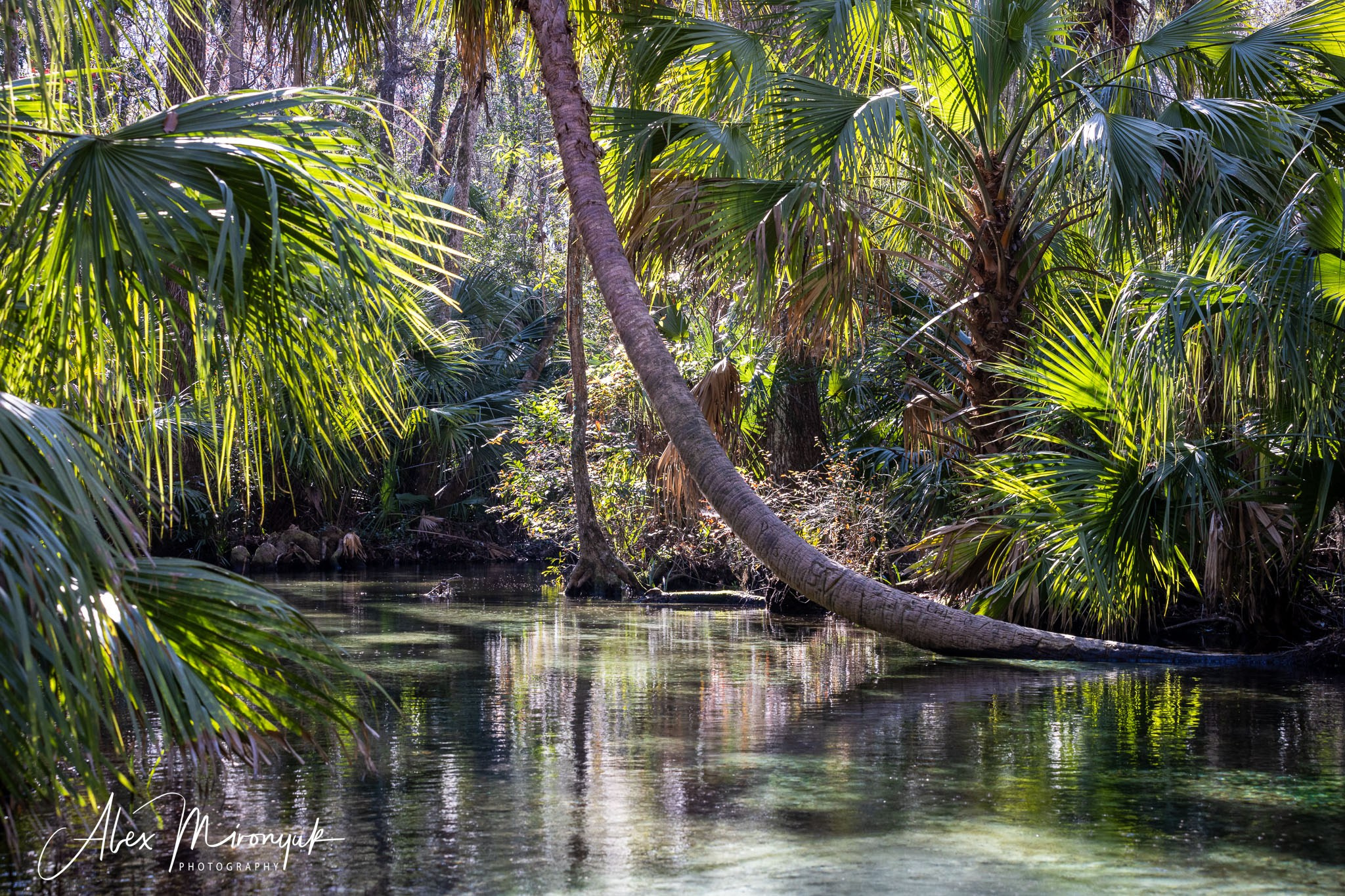 Exploring True Florida: Springs, Rivers & Manatees by Canoe. Pet, Senior, Landscape, portrait studio, photographer in Miami and Sou