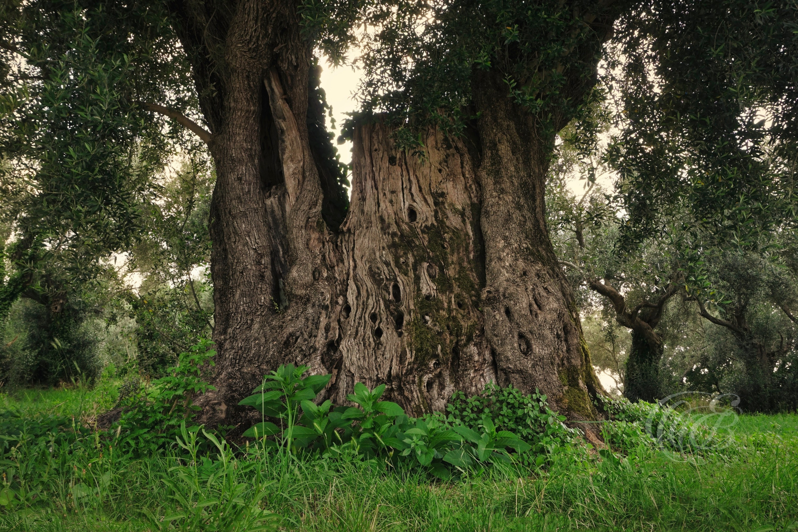 Ancient olive trees are found throughout the grounds of Hadrian's Villa, their twisted trunks adding character and a sense of timelessness to the archaeological landscape. Standing among the Roman ruins, they create a striking connection between the natural environment and nearly two thousand years of history.