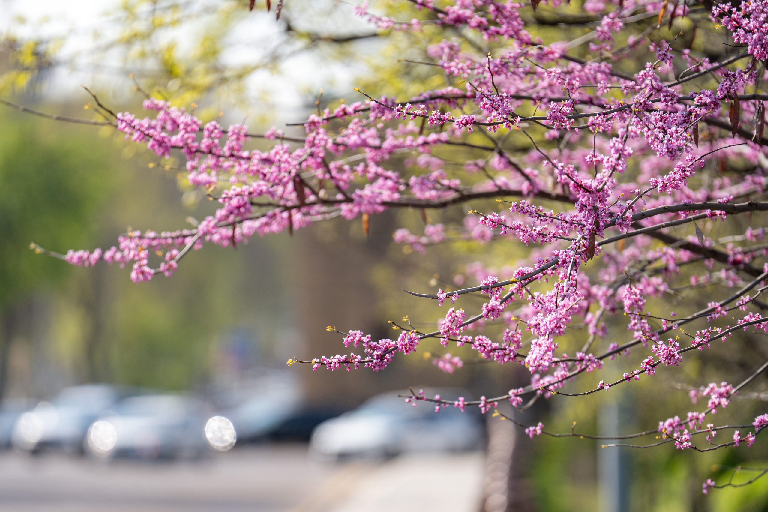 Весенний вайб Ташкента. Георгий Намазов | Фотограф в Ташкенте