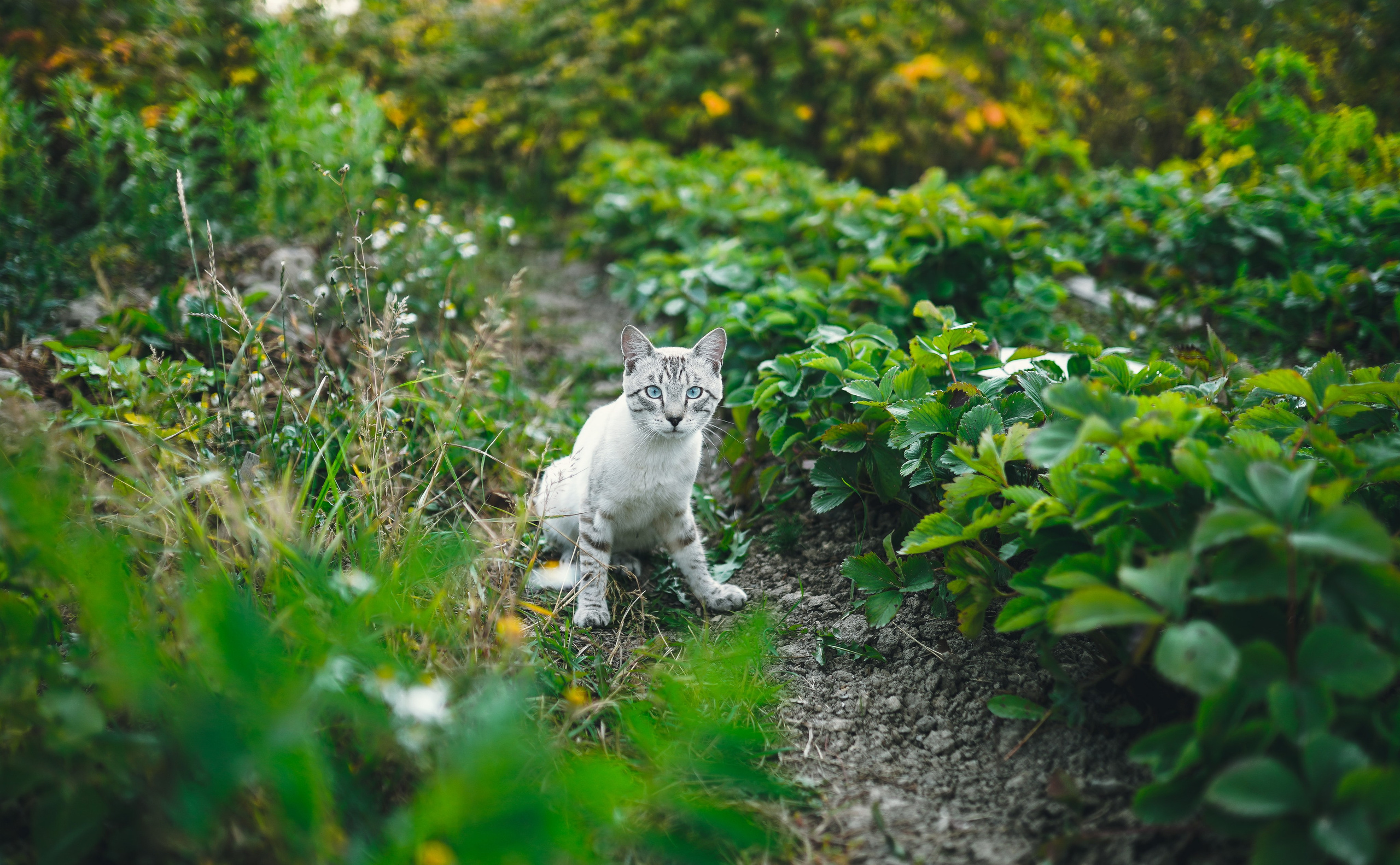 Кот шпедингера. Стрит-фотография, полная абсурда, идиотизма и красоты