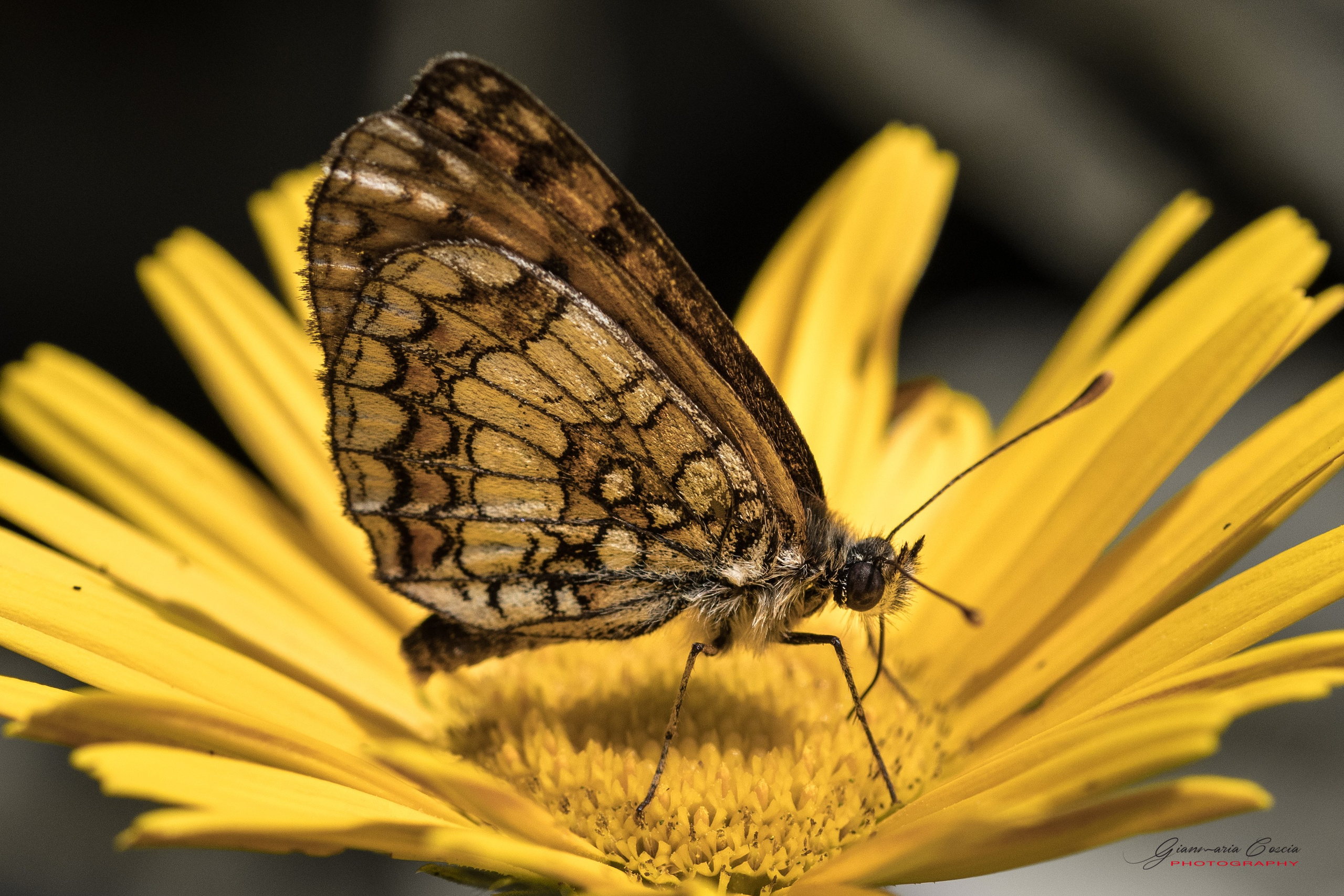 Farfalle. “Gianmaria Coscia fotografo per passione”