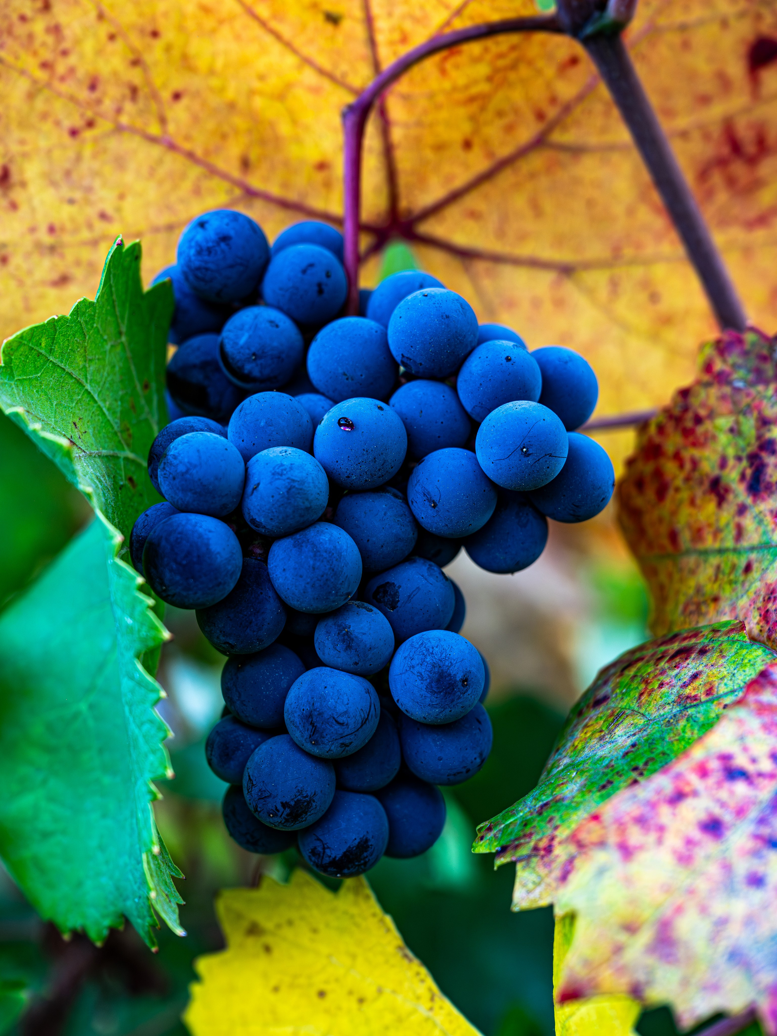 Cantine Boasso Serralunga. “Gianmaria Coscia fotografo per passione”