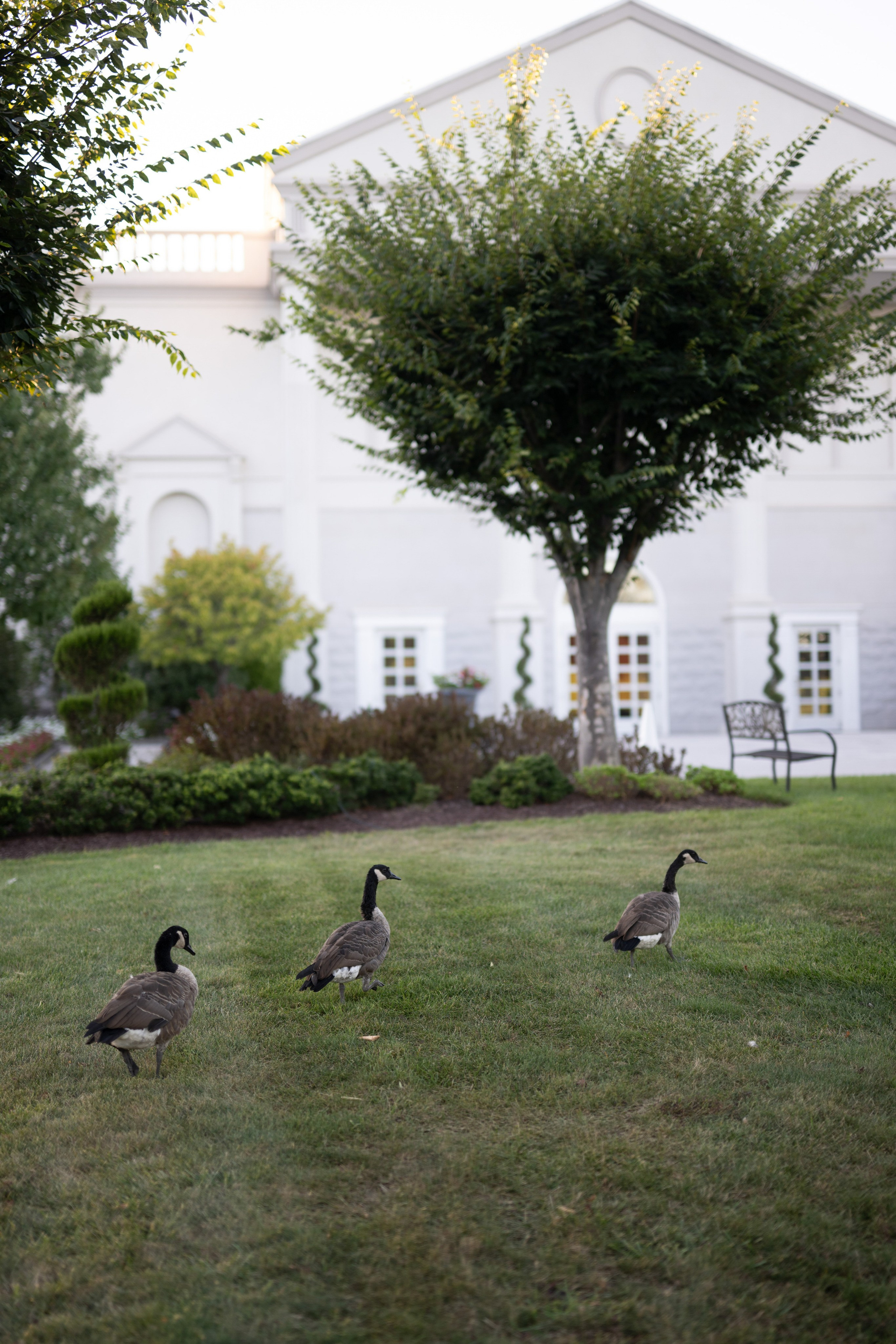 Kermina and Mark at The Palace at Somerset Park | Traditional Coptic Wedding in New Jersey
