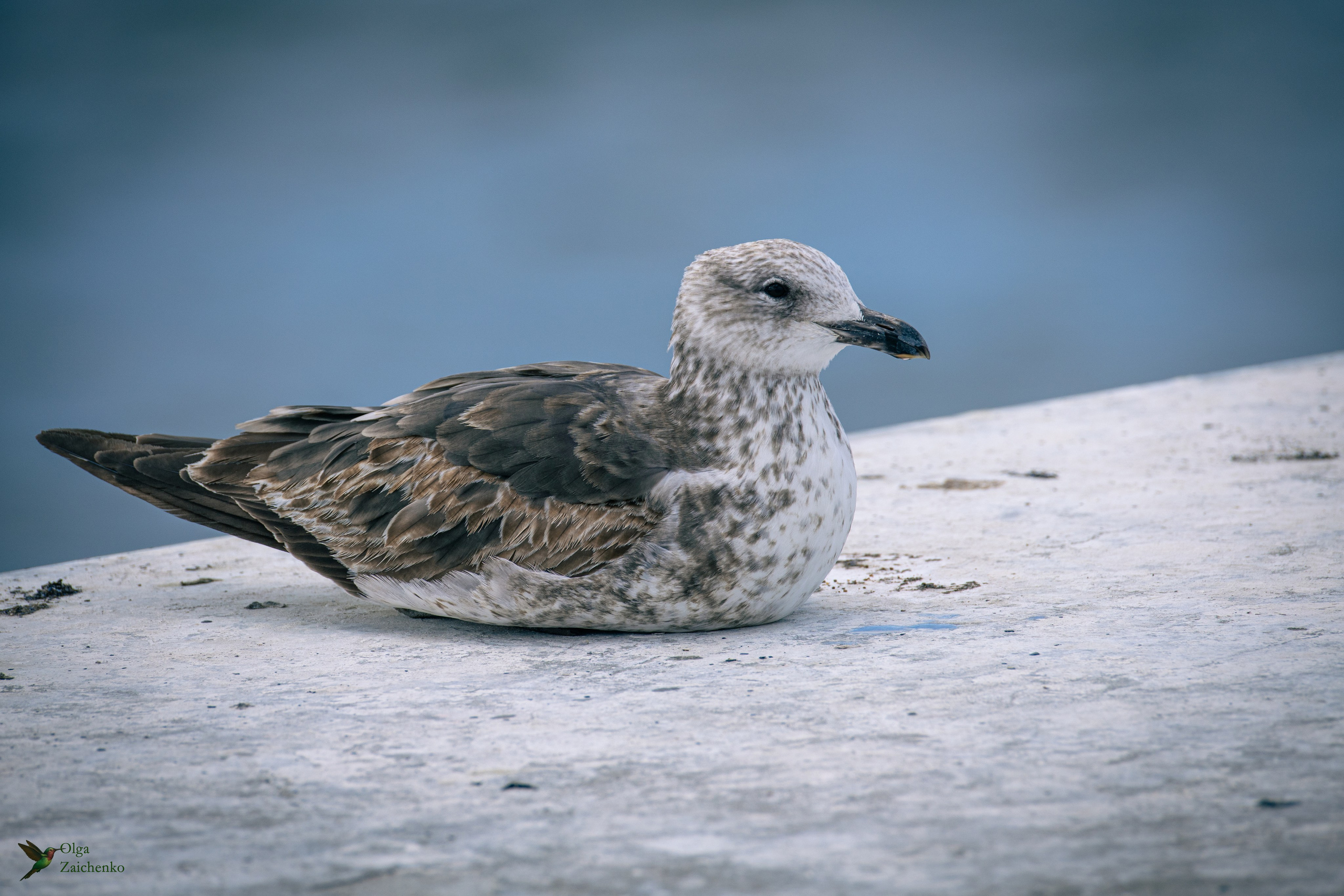 Доминиканская чайка