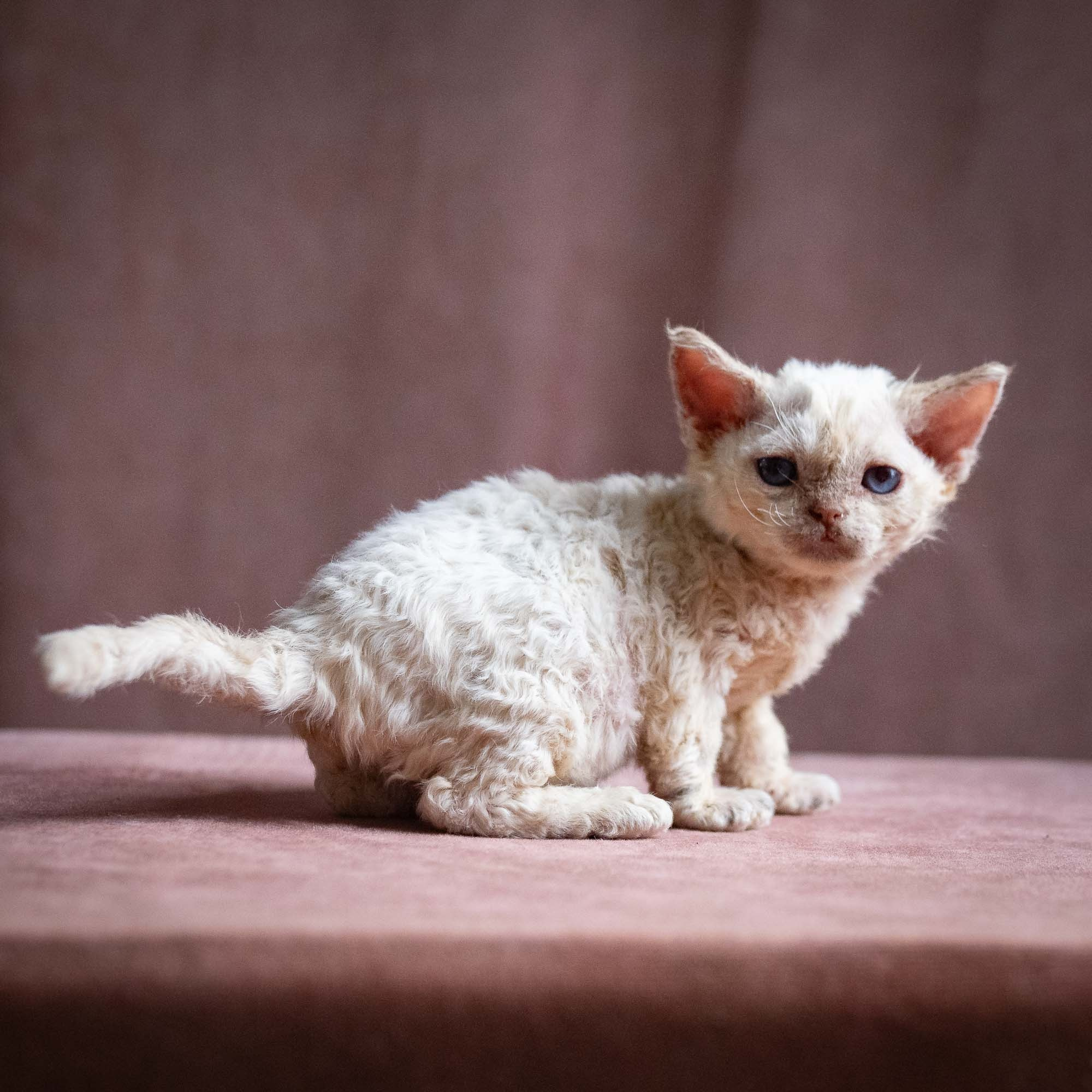 Quennie,  girl, born 02.14.26. Devon Rex Pixie Cattery