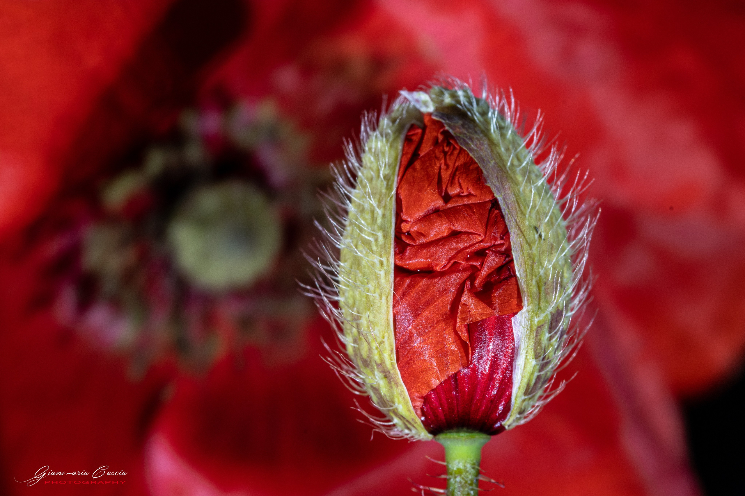 Fiori. “Gianmaria Coscia fotografo per passione”