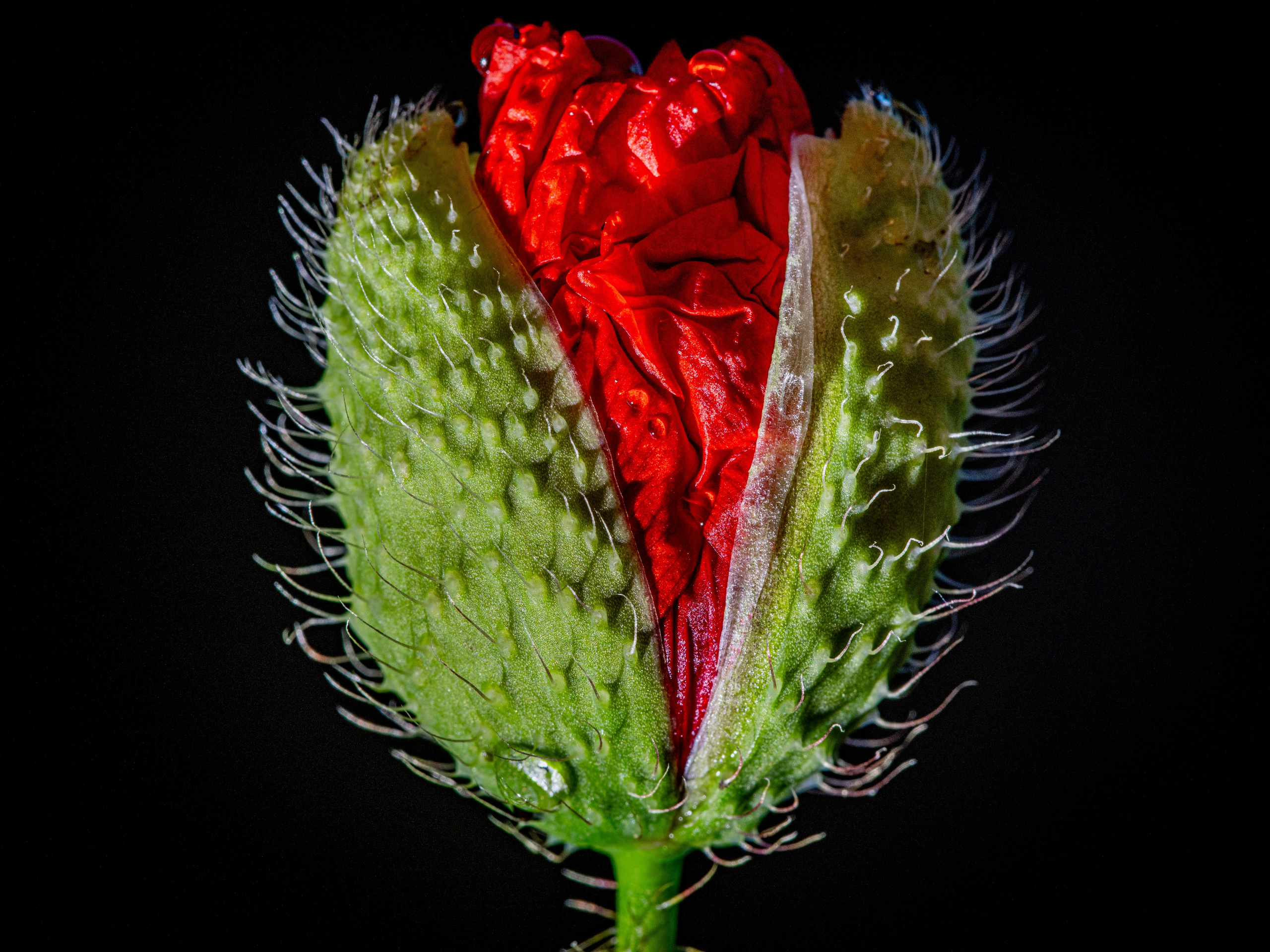 Fiori. “Gianmaria Coscia fotografo per passione”