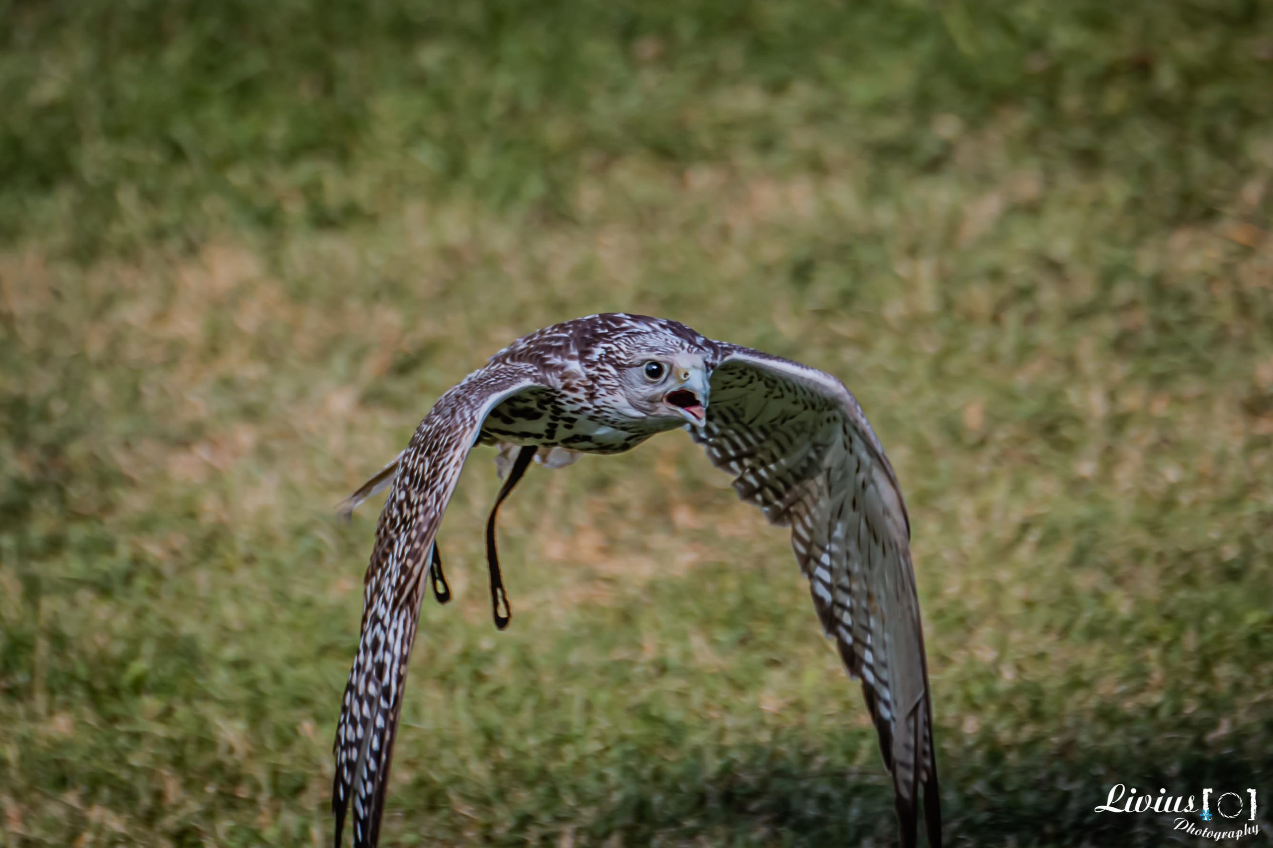 Wildpark Tambach. FOTO KREATIV
