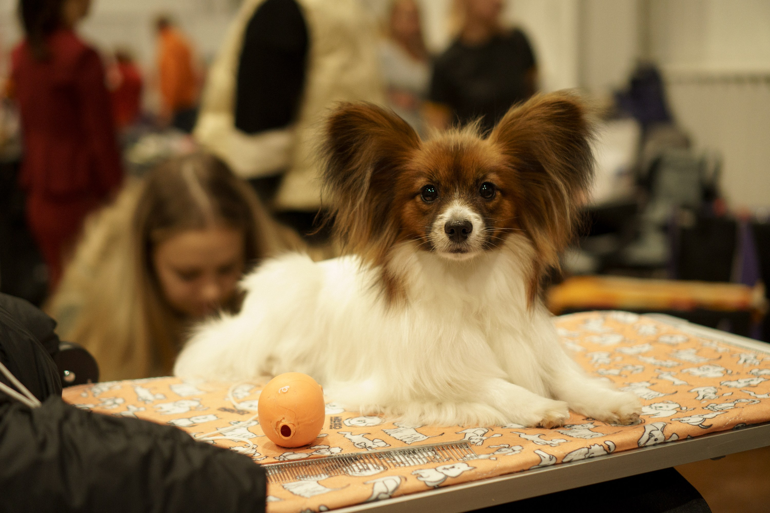 Tartu International Dog Show. Kat Laisaar — Pet photographer in Tallinn