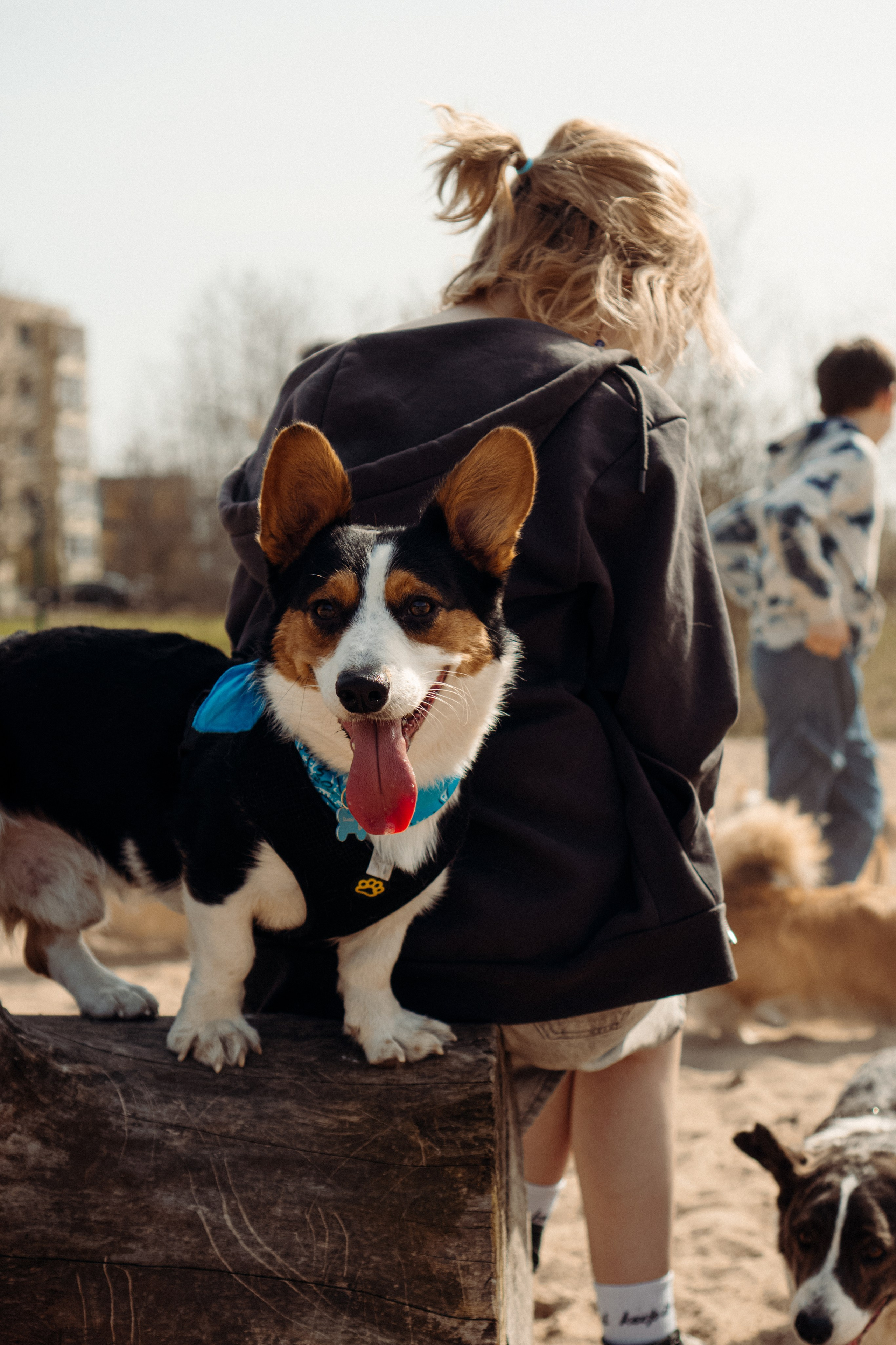 Corgi party, 18 apr. 2025. Kat Laisaar — Pet photographer in Tallinn