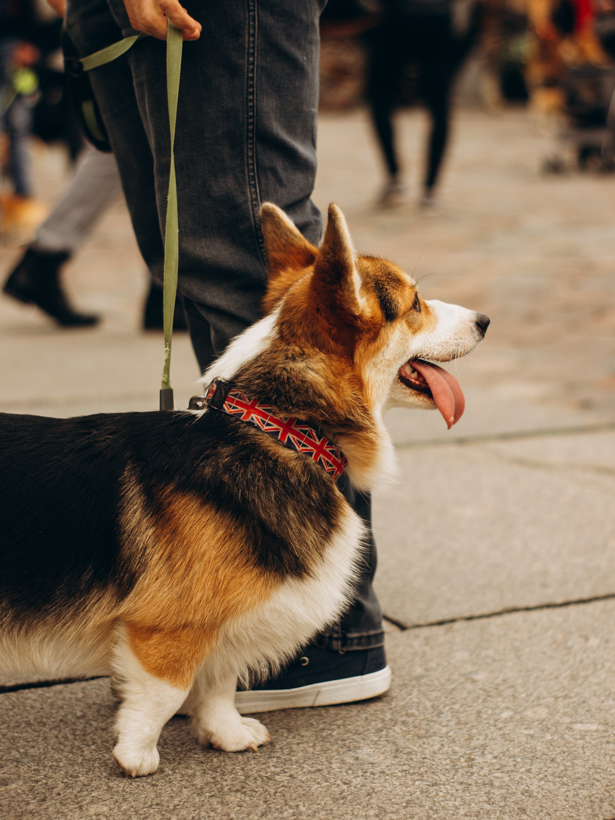Corgi party, september. Kat Laisaar — Pet photographer in Tallinn