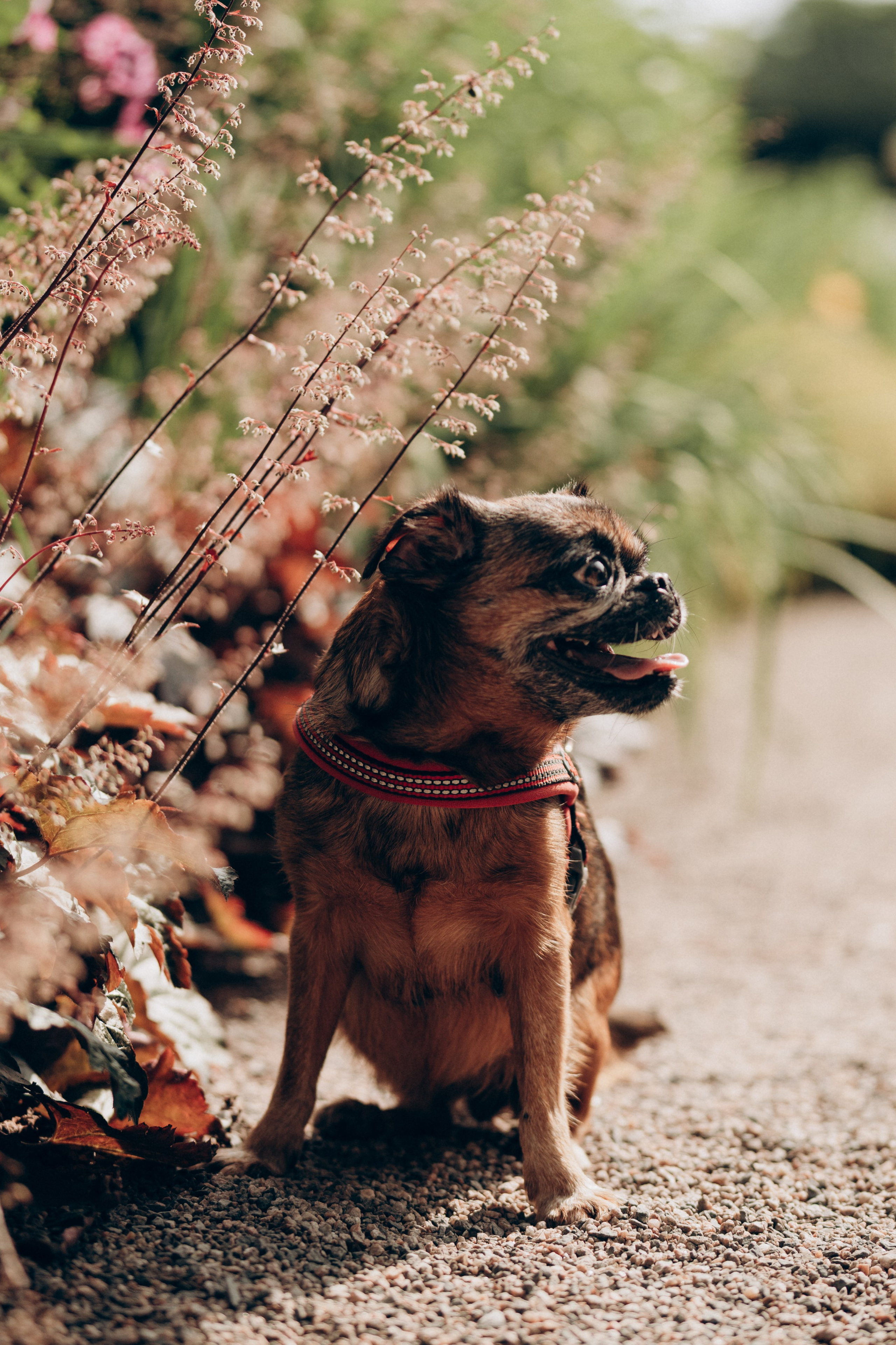 Natalia, Janik, Nusha & Betty. Фотограф-анималист в Таллинне, Катя Лайсаар