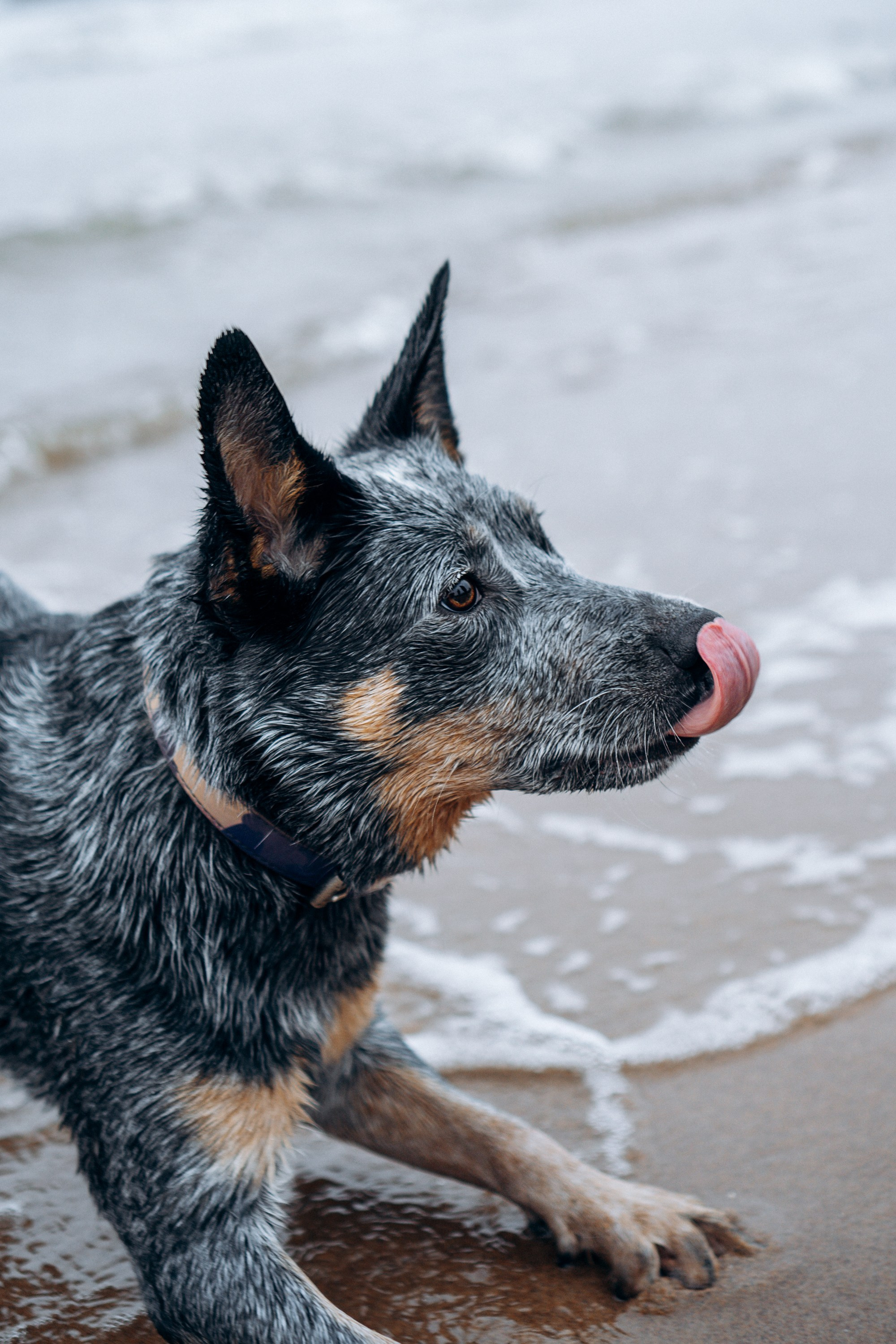 Polina and her Dakota, Australian Cattle Dog. Kat Laisaar — Pet photographer in Tallinn