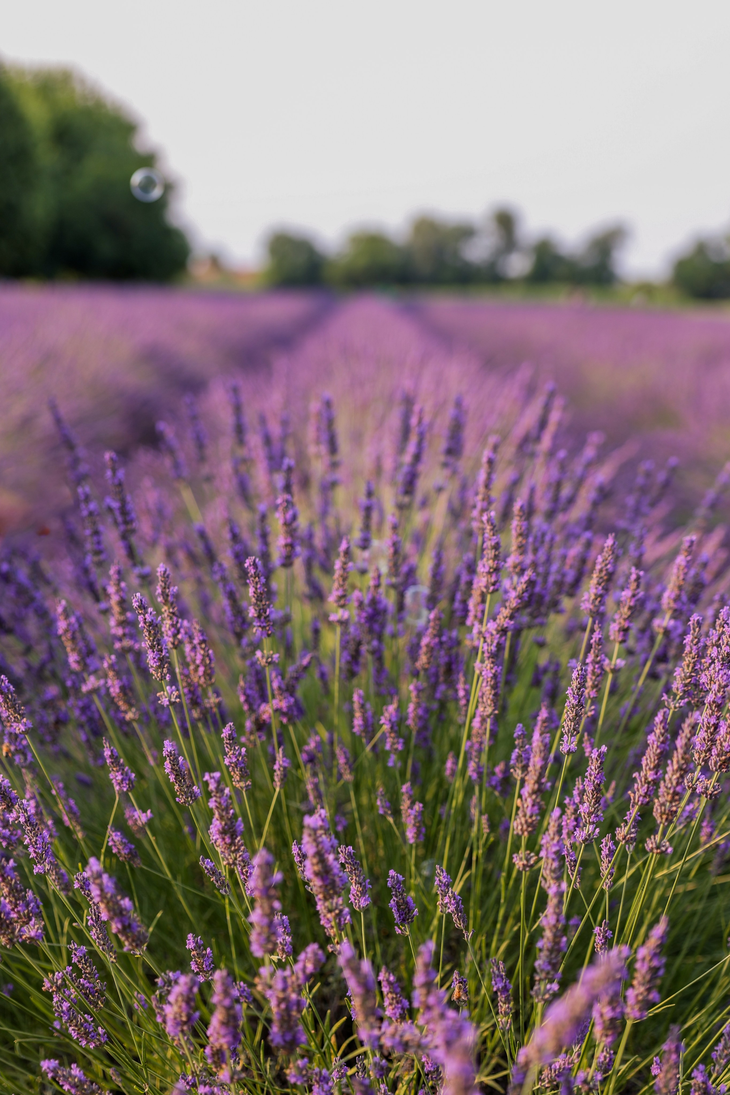 Lavanda. Fotografo Videomaker Drone Padova Venice Italy Elena Radchenko