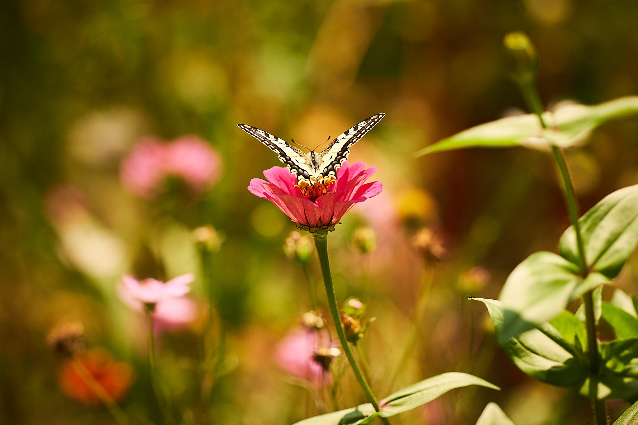 Flori. Pagina principală