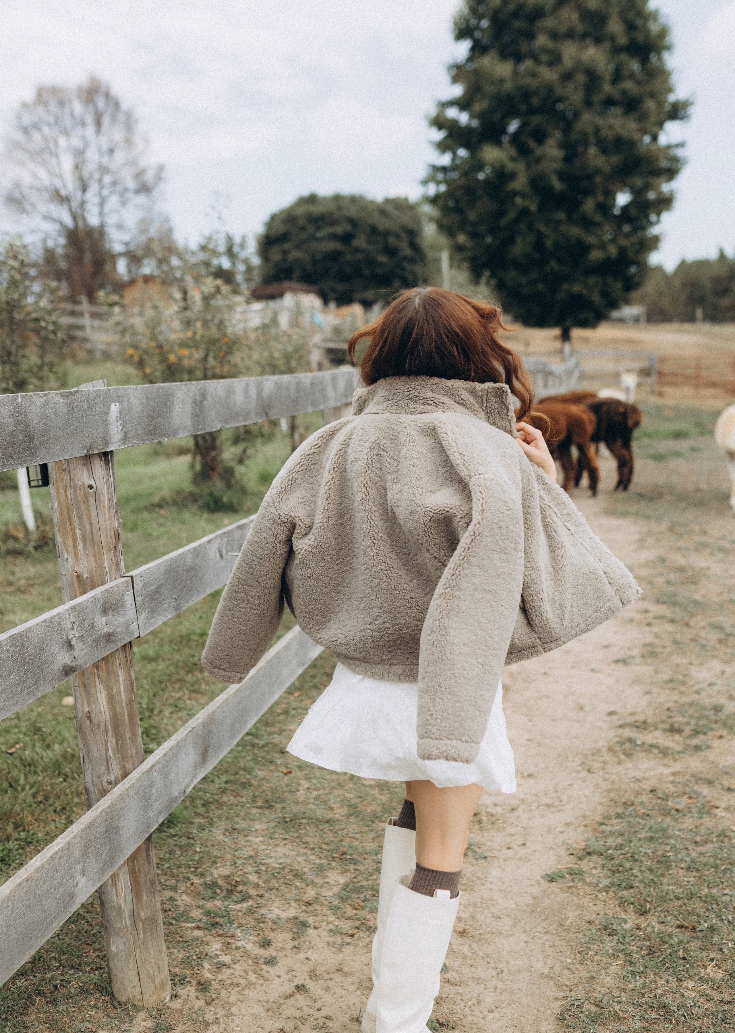 Alpacas Farm. Chernenko.photography
