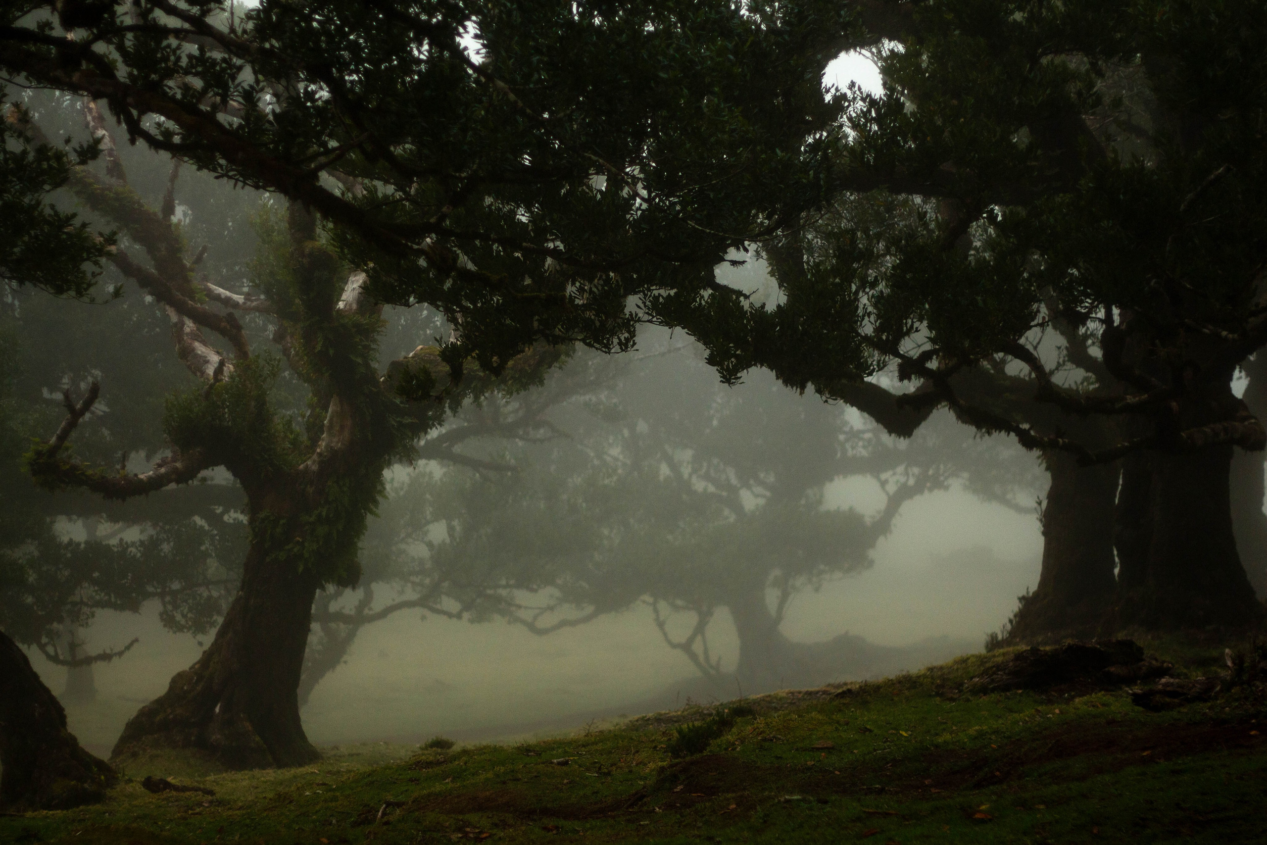 Madeira. Look Around You