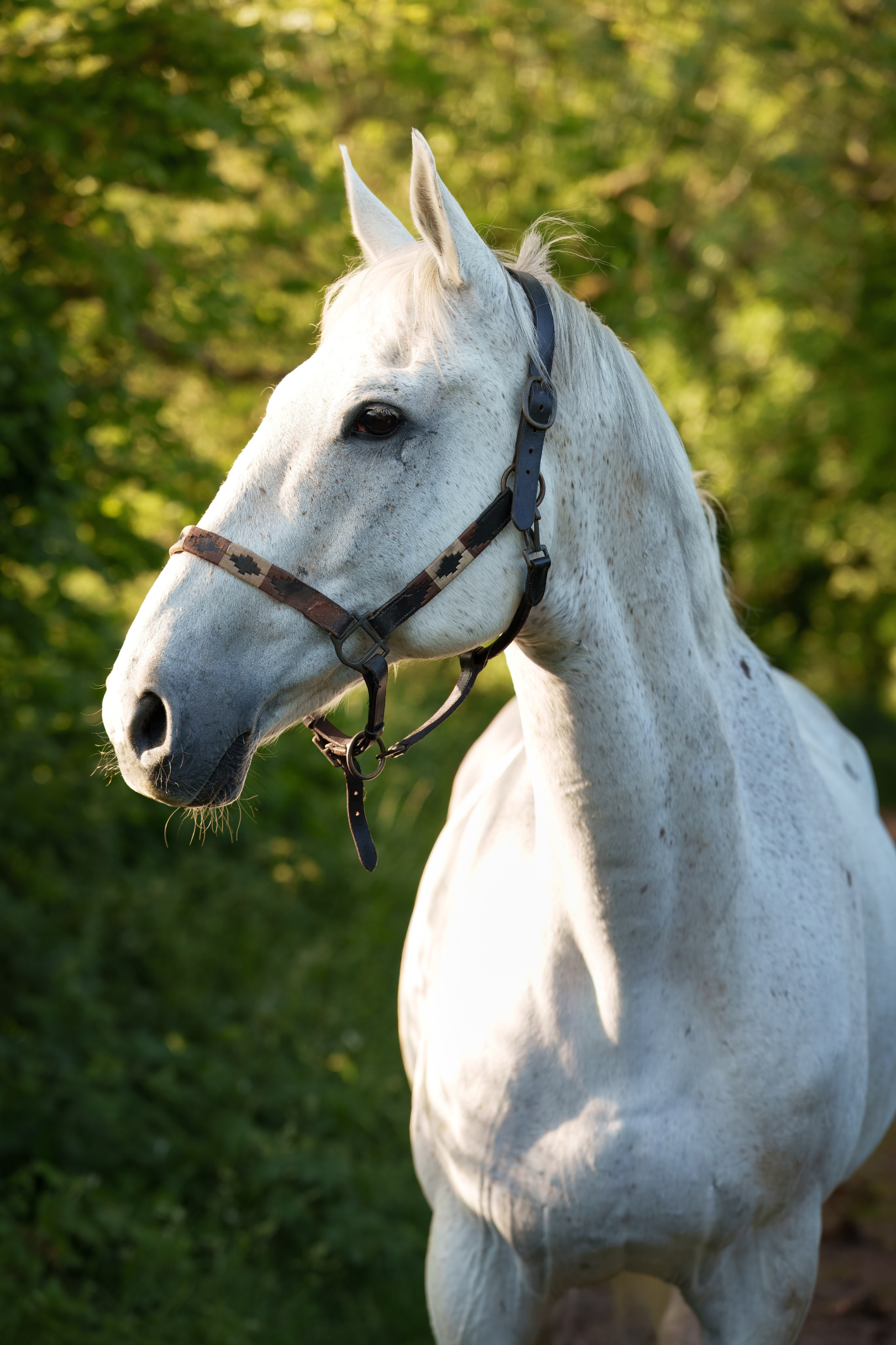 Equine Photography Portfolio | Leicestershire Horse Portrait Photographer. Leicestershire Equine Photography by El | Authentic Equine Portraits & Events