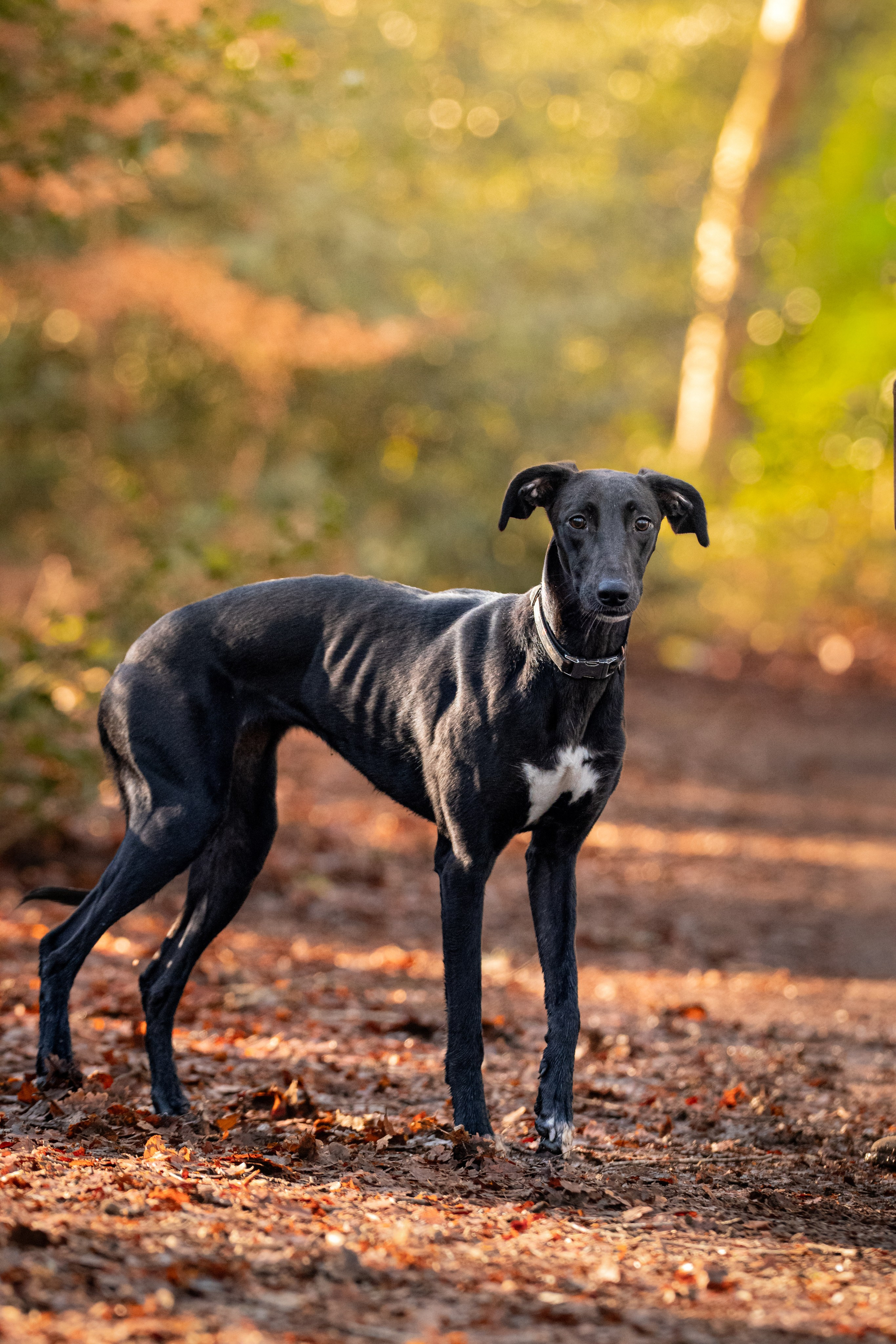 Canine. Leicestershire Equine Photography by El | Authentic Equine Portraits & Events