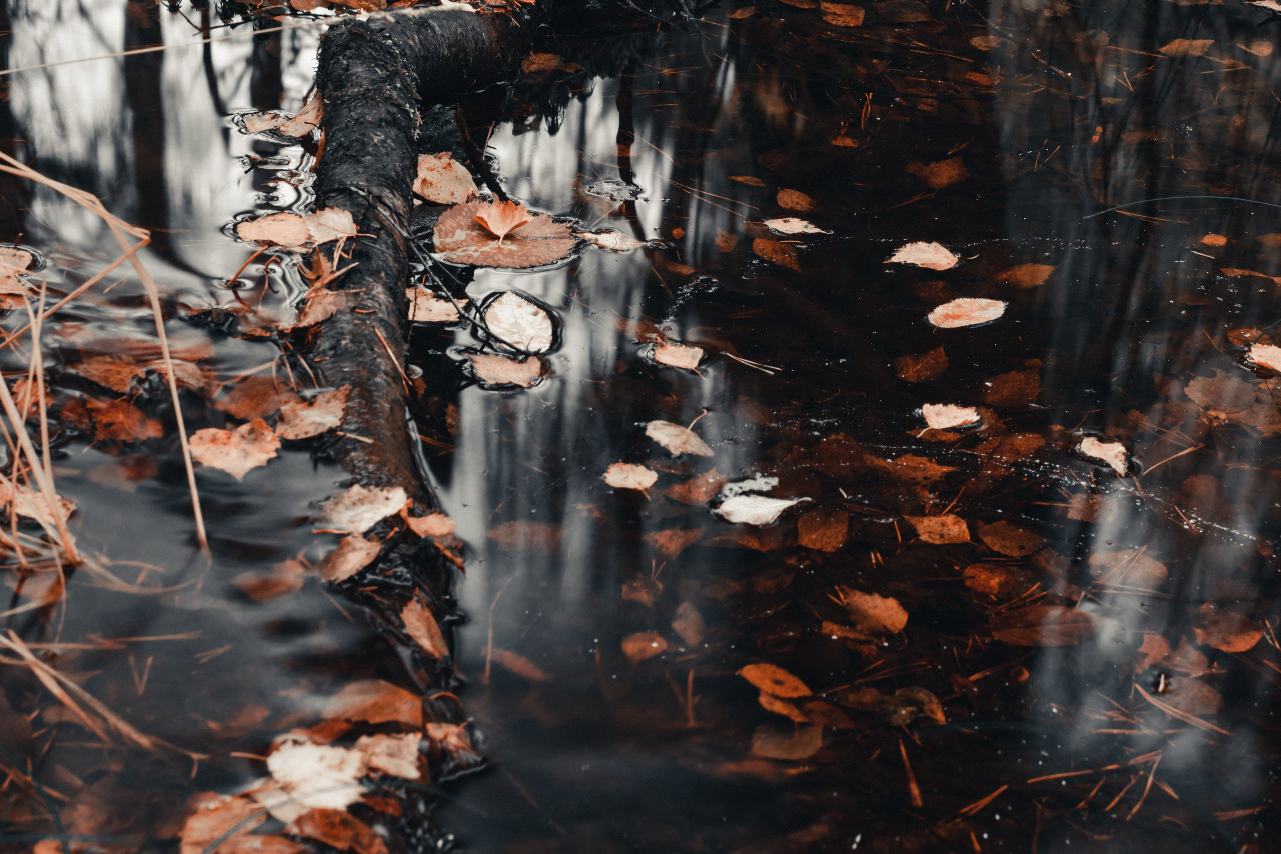 Portfolio. Photographer in Sotenäs municipality. Fotograf i Sotenäs kommun