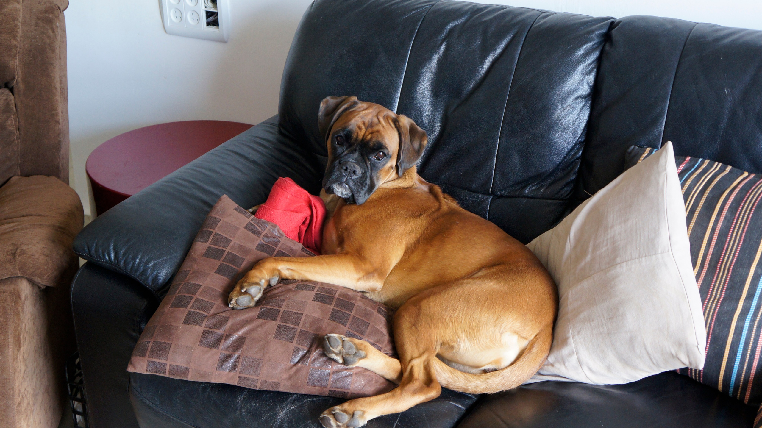 My ״Star״ Boxer Dog