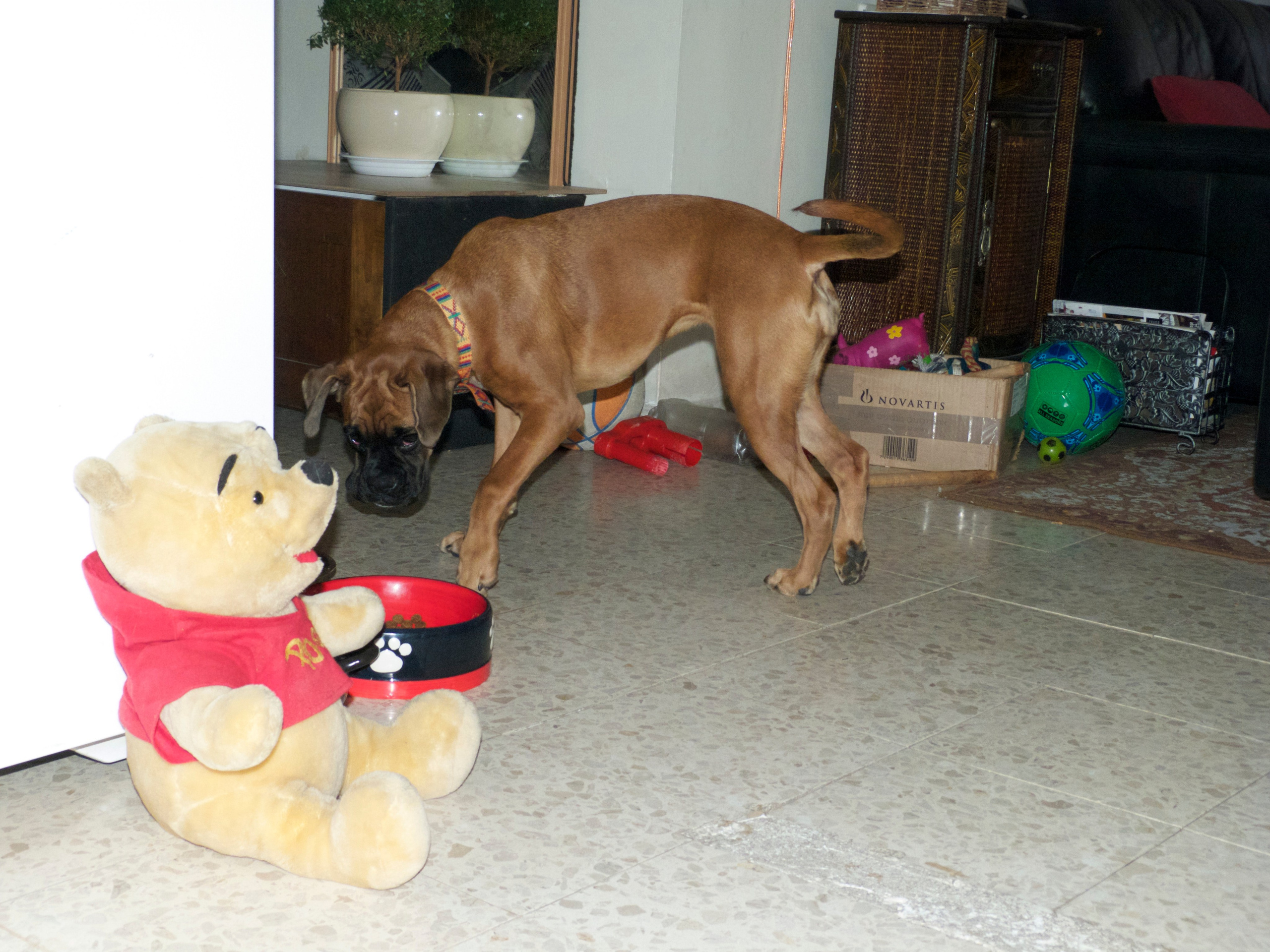 My ״Star״ Boxer Dog