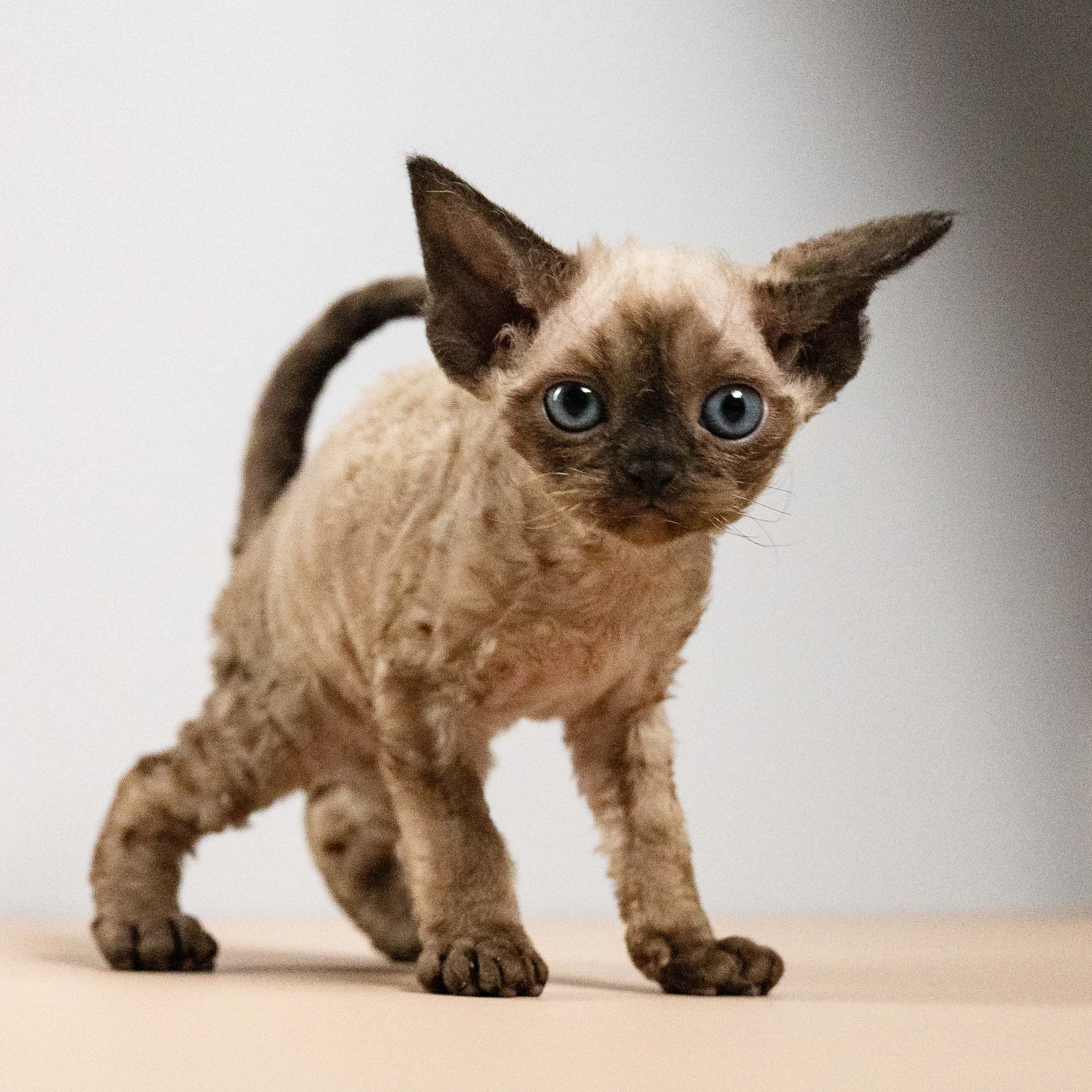 Leo, boy, born 12.20.2025. Devon Rex Pixie Cattery