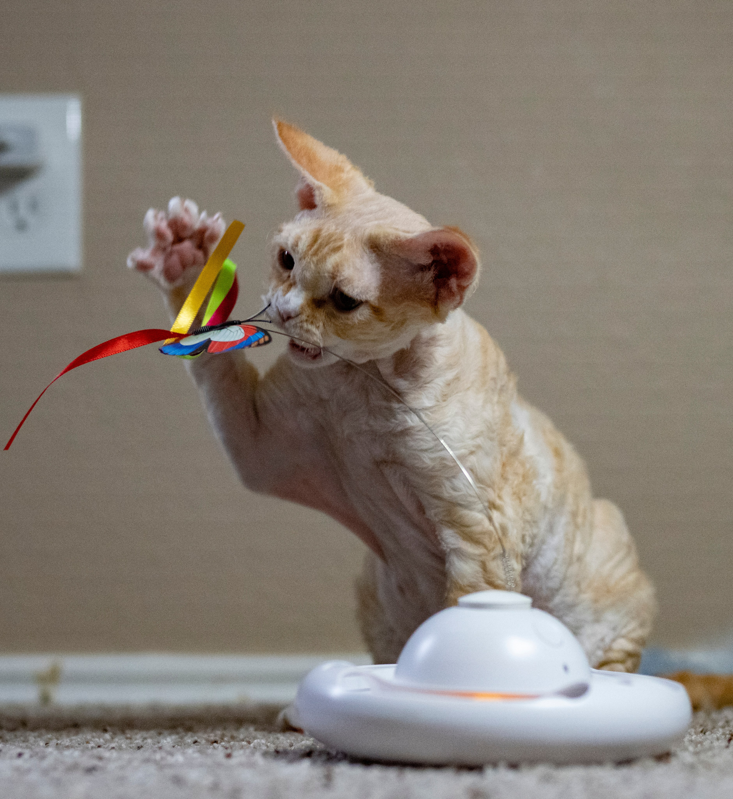 Choux. Devon Rex Pixie Cattery