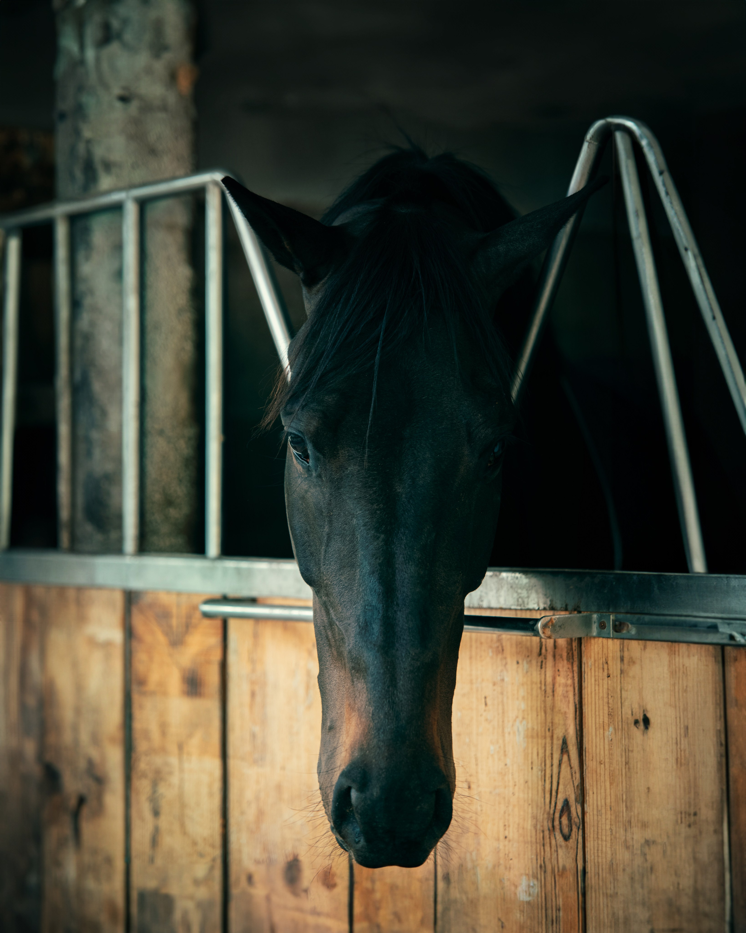 HORSES. Anastasiia Antoniuk portrait, family and couple photographer, Portugal