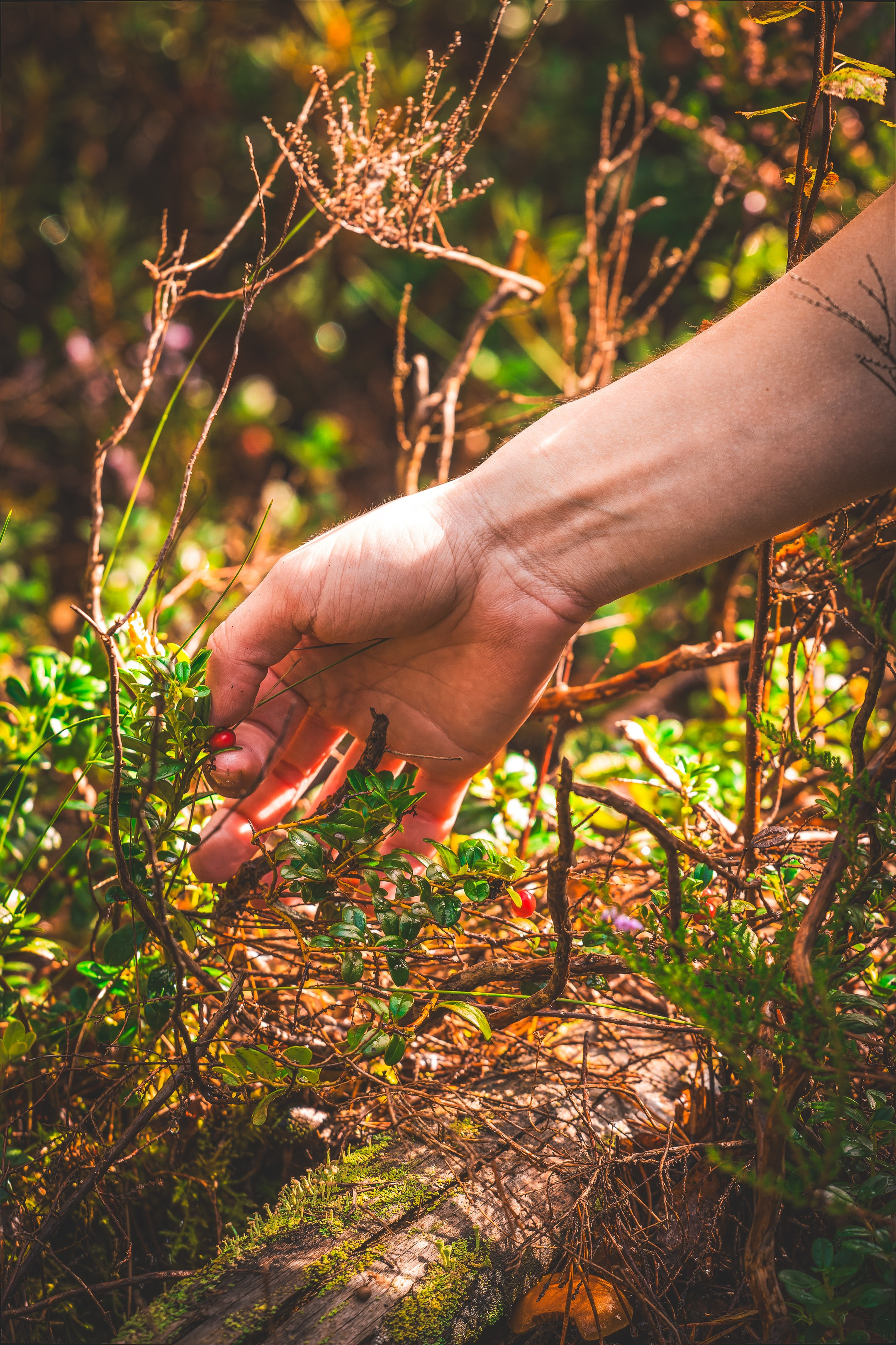 Mets, vihm ja jahedus (Dimitry). Nebula 25 — Fotod teie hingele